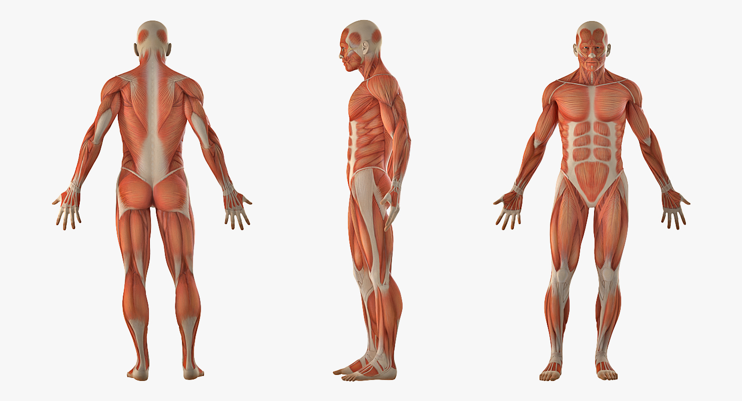 3D model Anatomy Male Muscular System Rigged