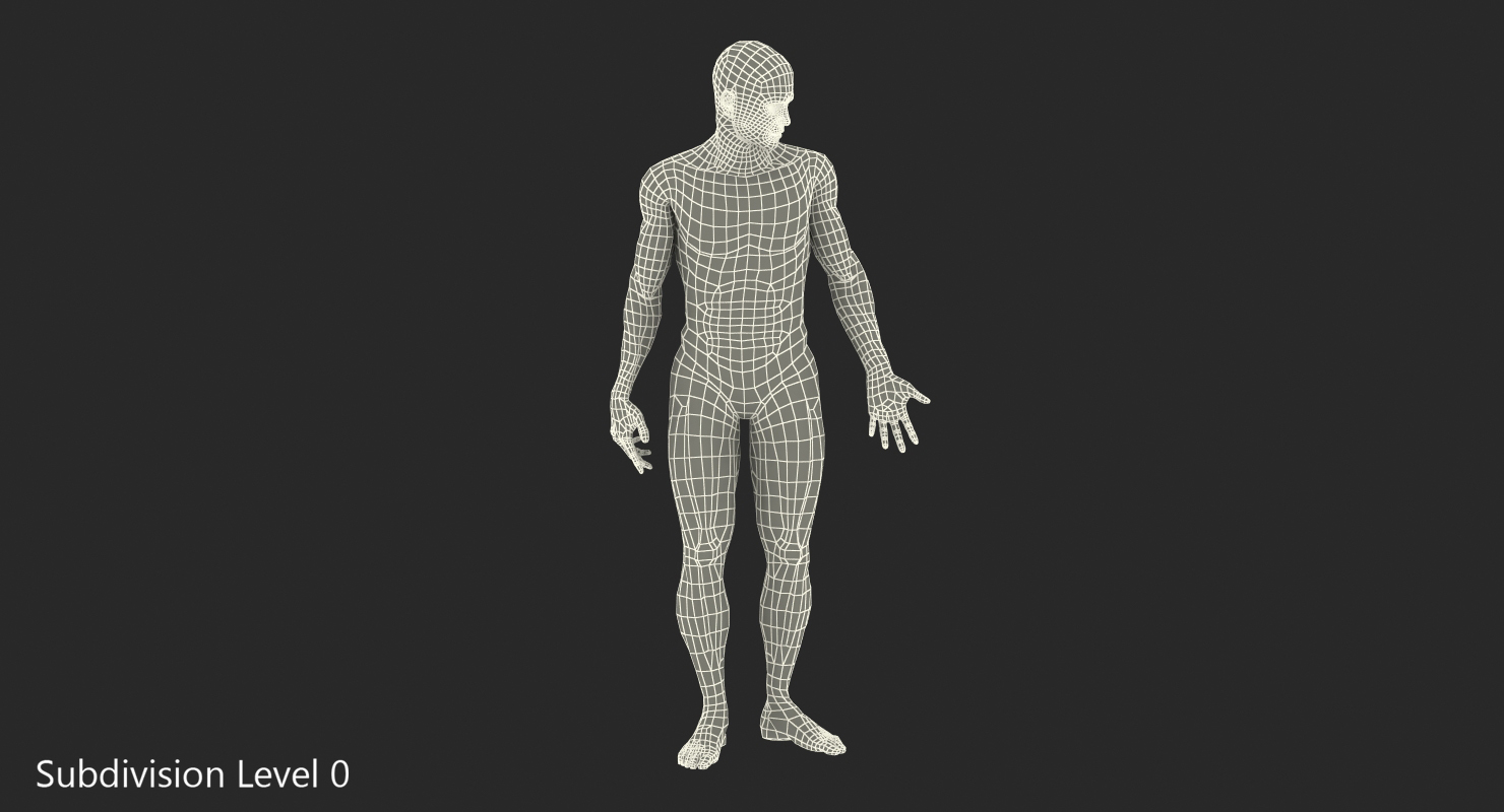 3D model Anatomy Male Muscular System Rigged