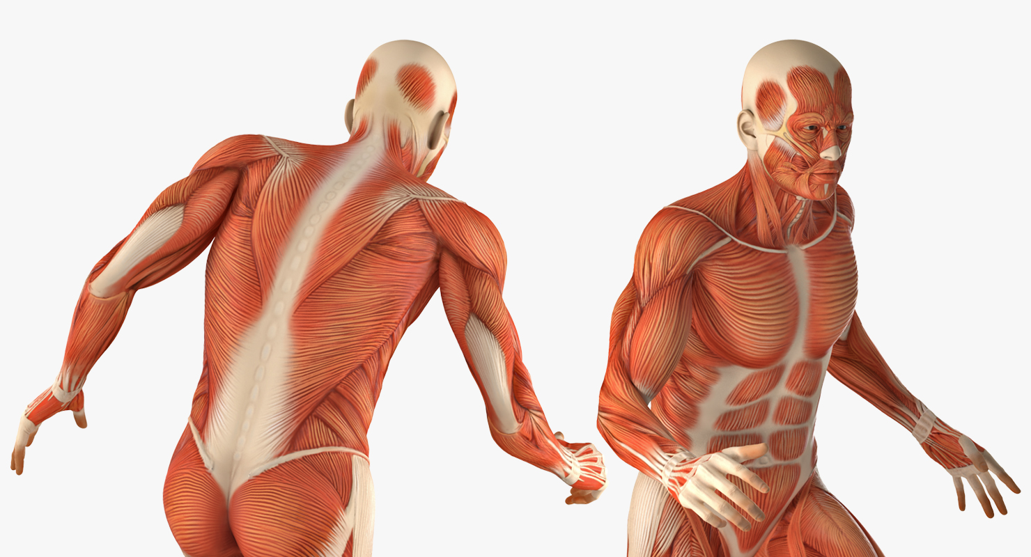 3D model Anatomy Male Muscular System Rigged