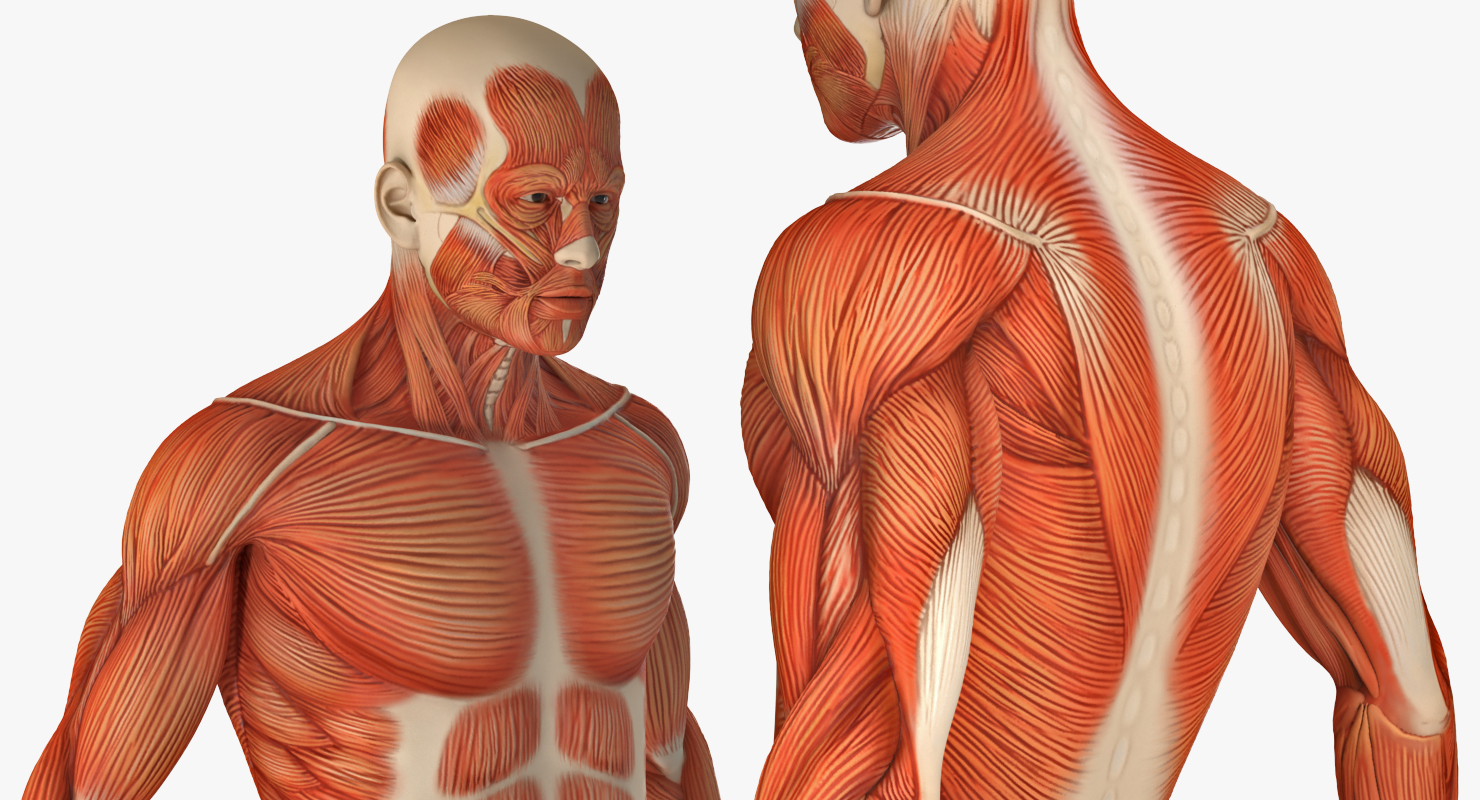 3D model Anatomy Male Muscular System Rigged