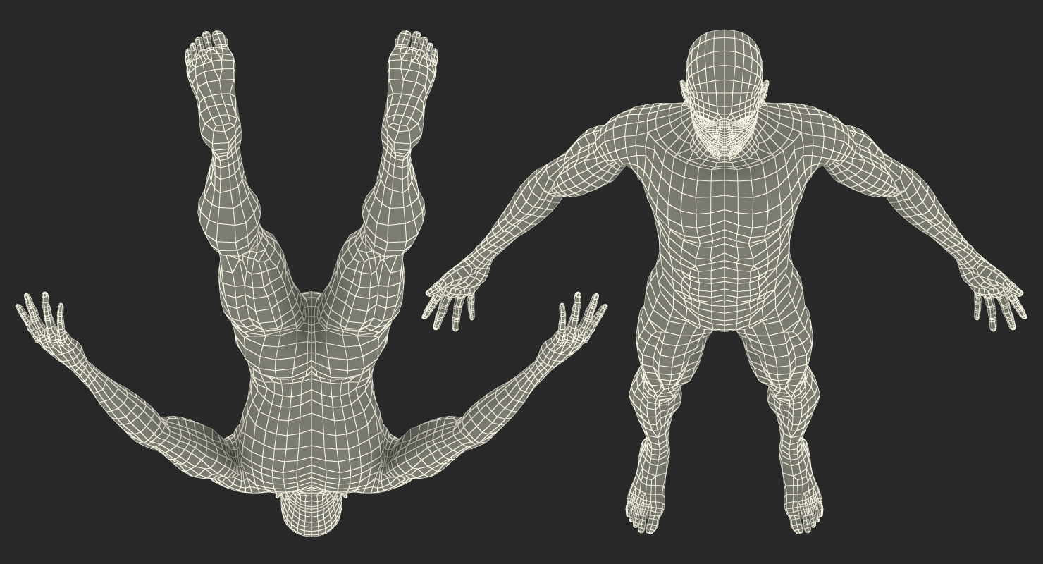 3D model Anatomy Male Muscular System Rigged