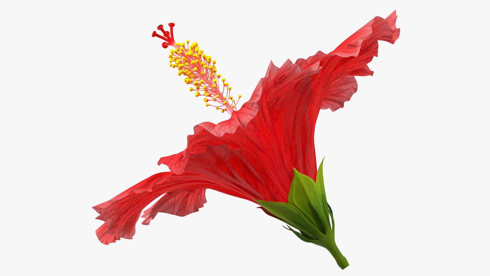 3D Blooming Red Hibiscus Flower model