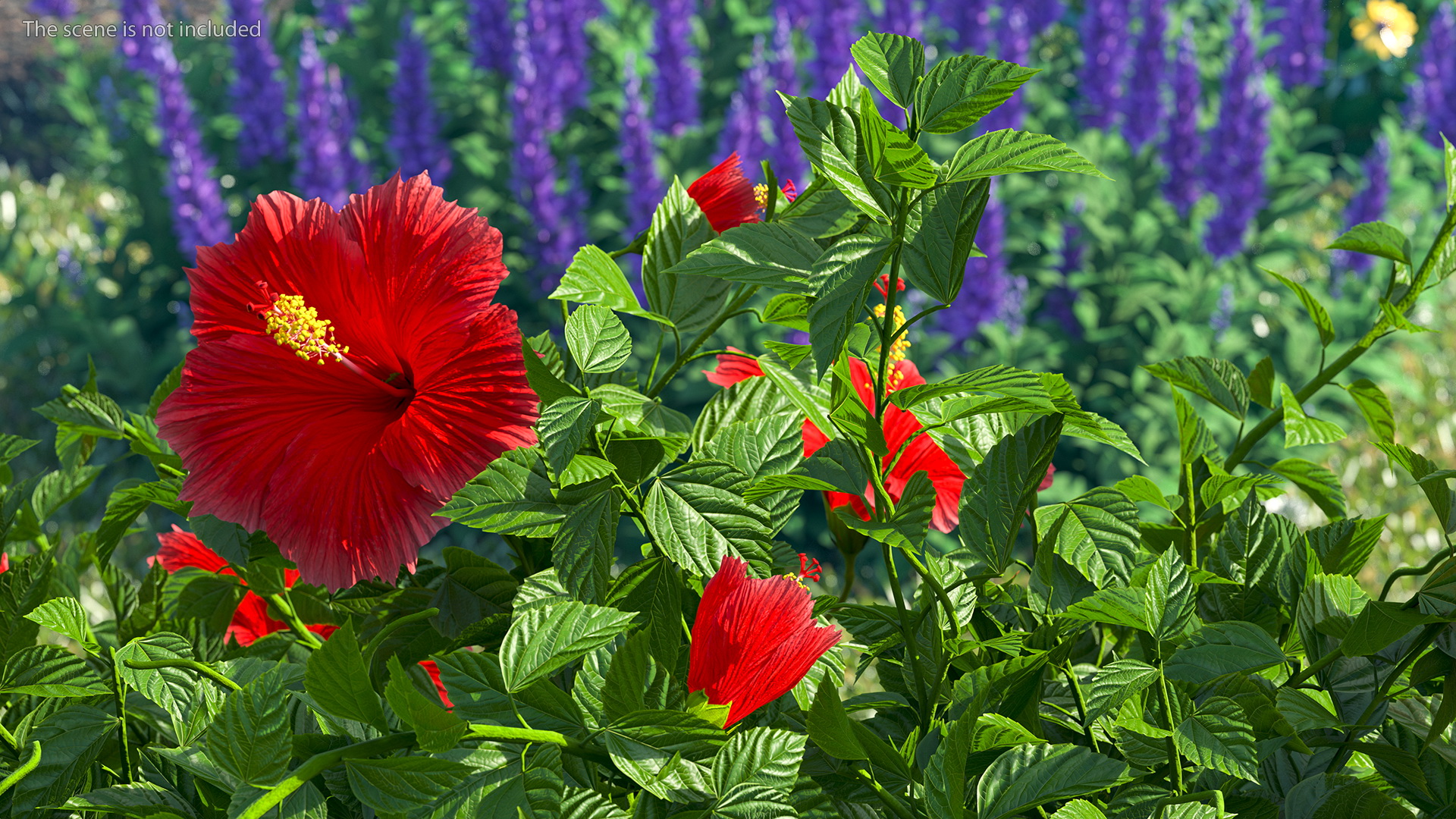 3D Blooming Red Hibiscus Flower model