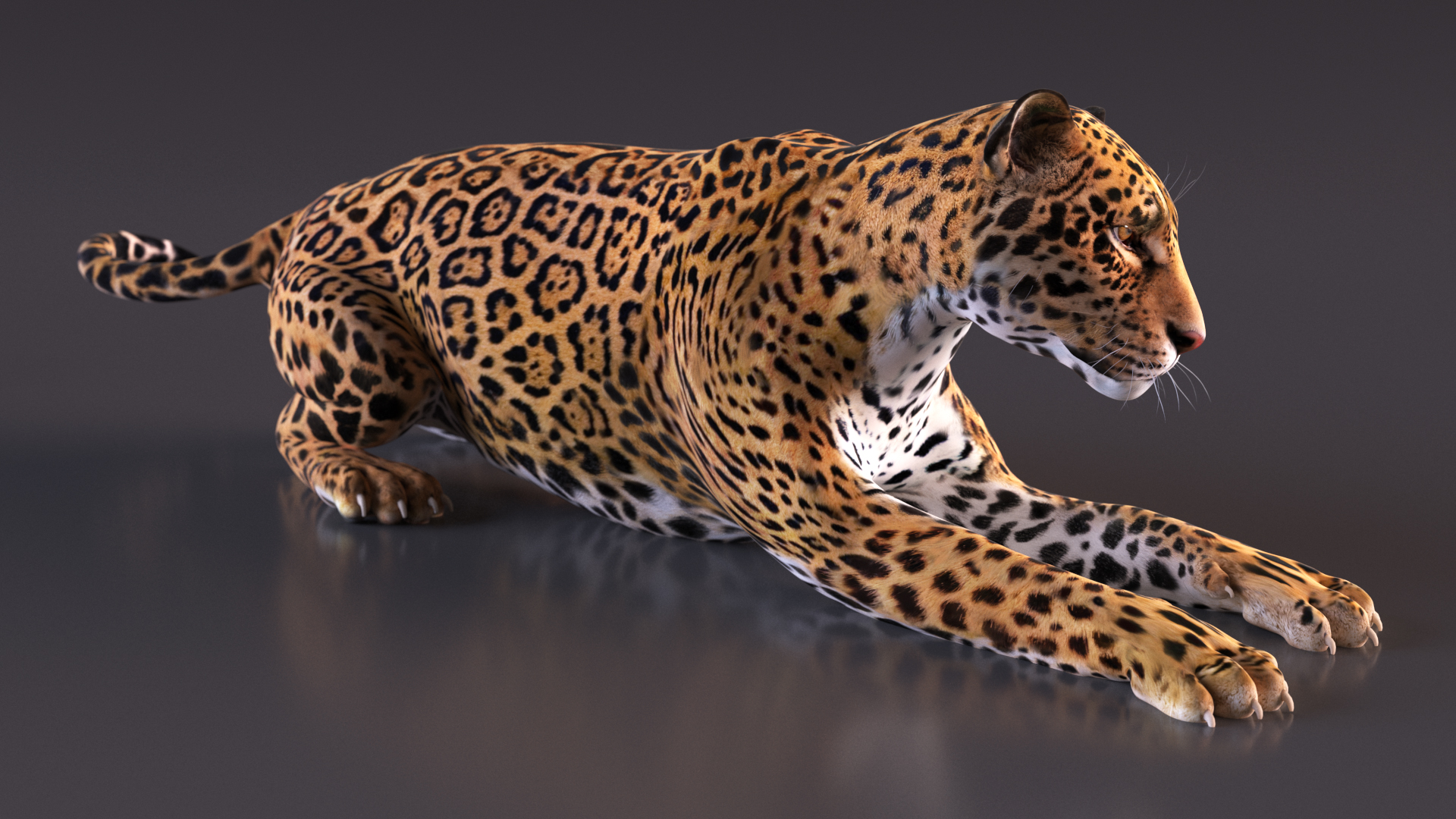 Jaguar Lying Down 3D