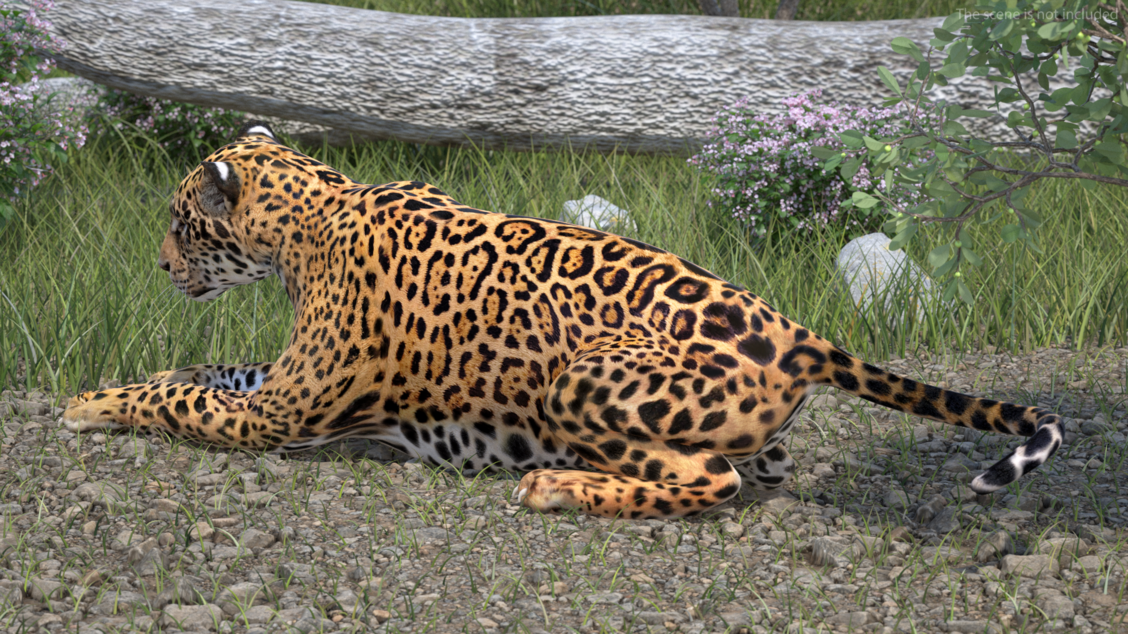 Jaguar Lying Down 3D