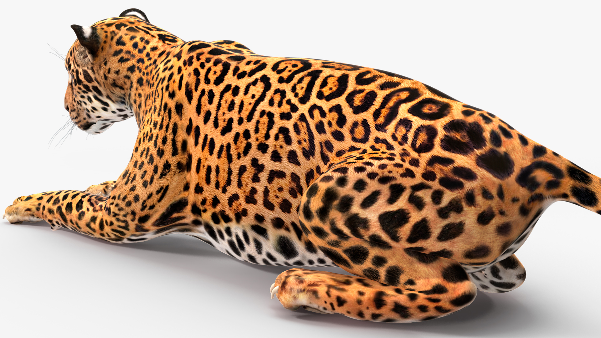 Jaguar Lying Down 3D