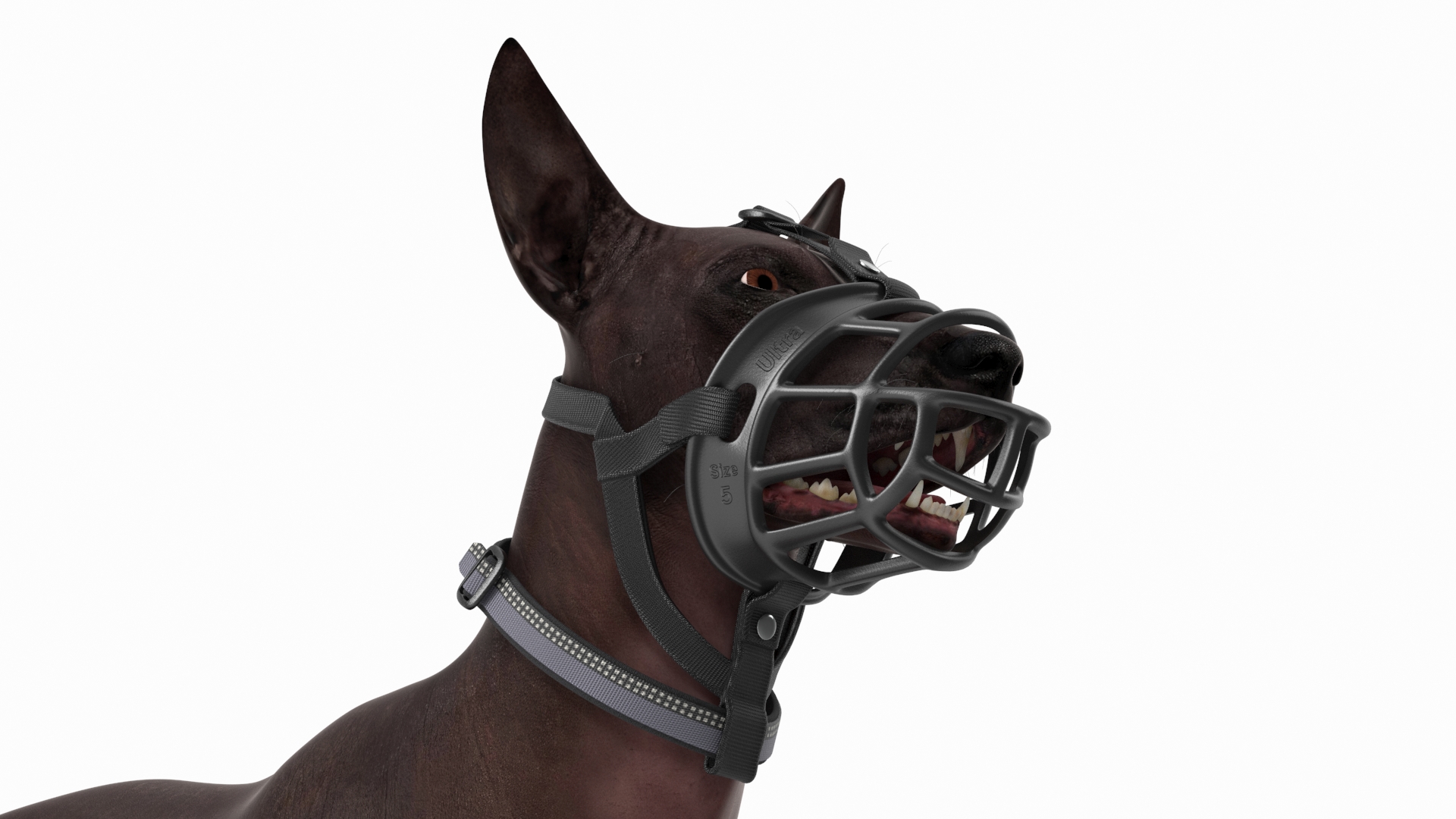 3D Xoloitzcuintli in a Baskerville Muzzle model