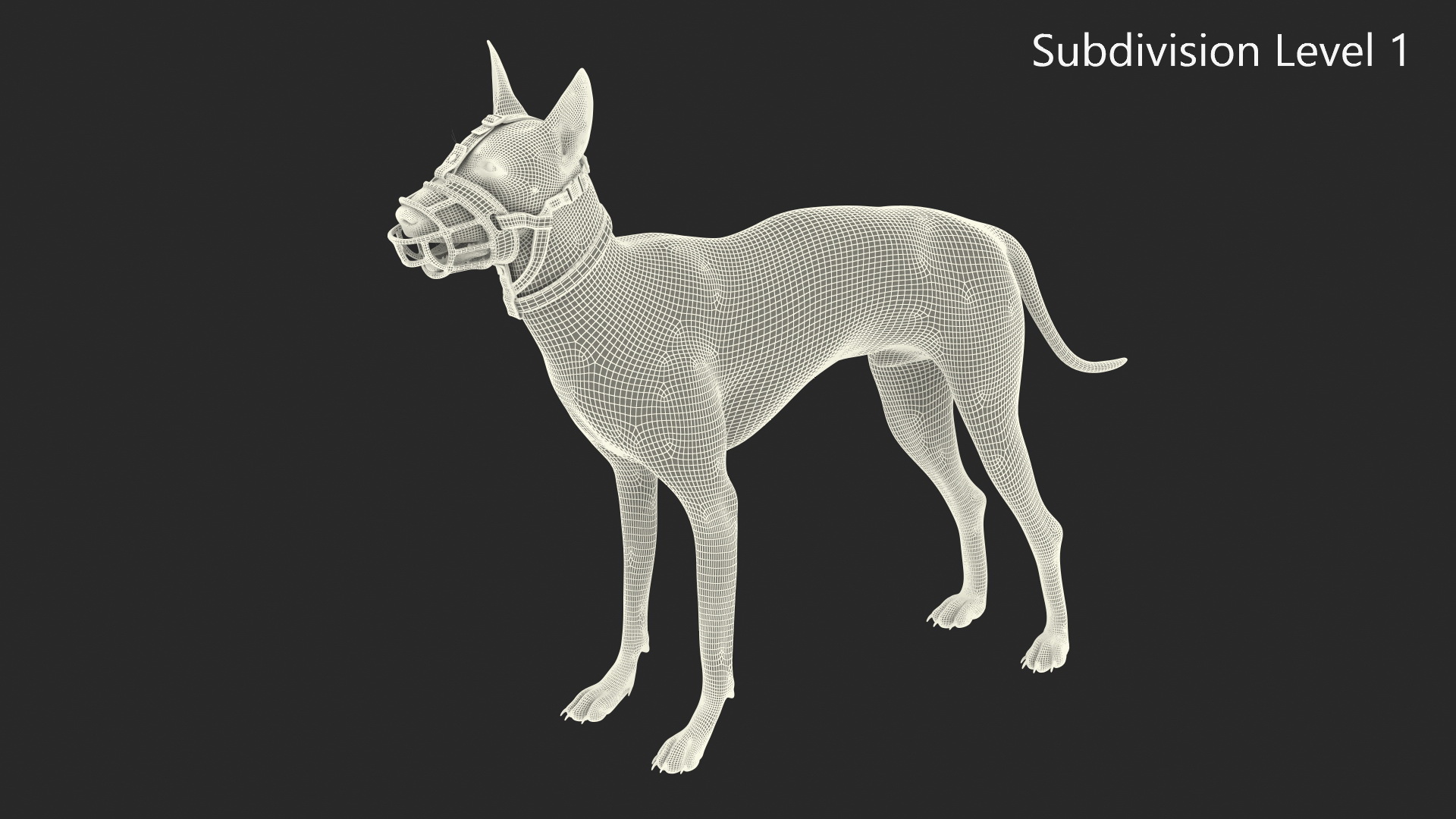 3D Xoloitzcuintli in a Baskerville Muzzle model