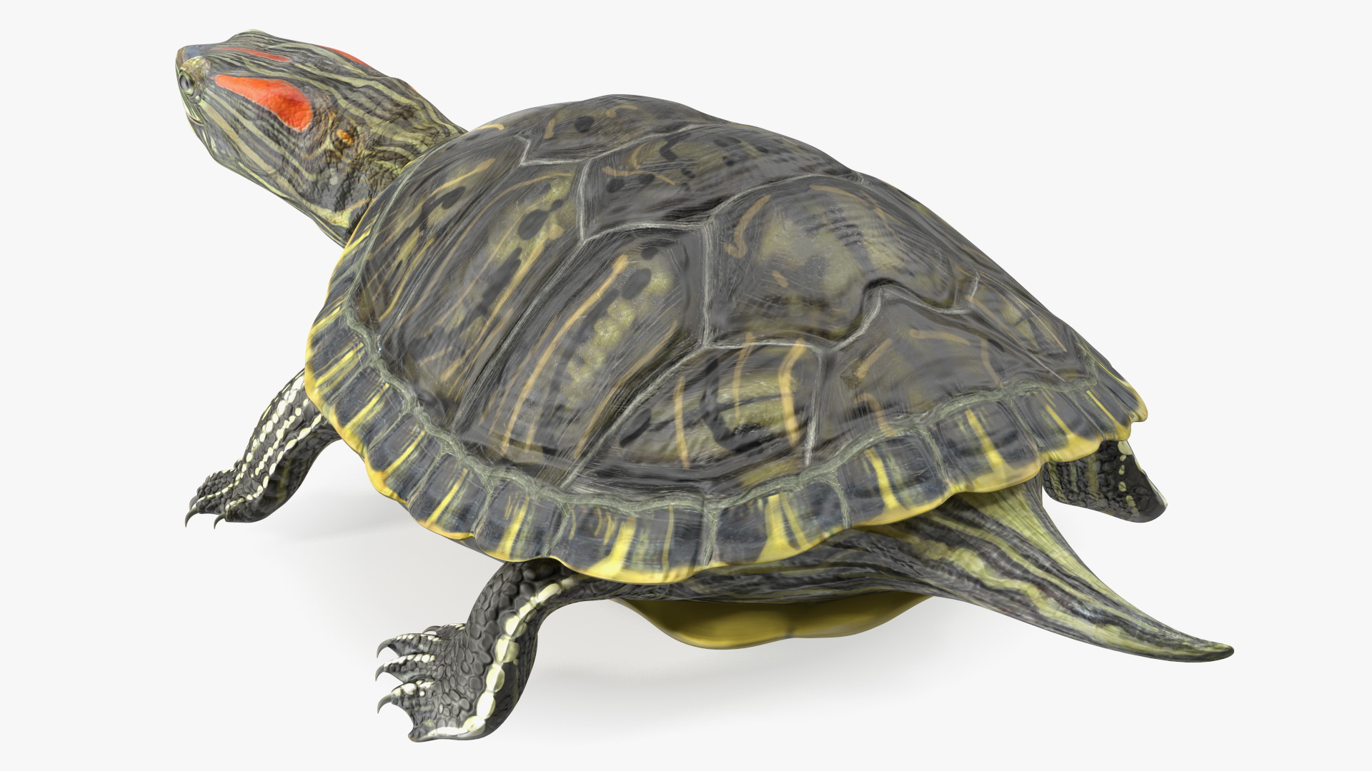 3D Red Eared Slider Rigged model