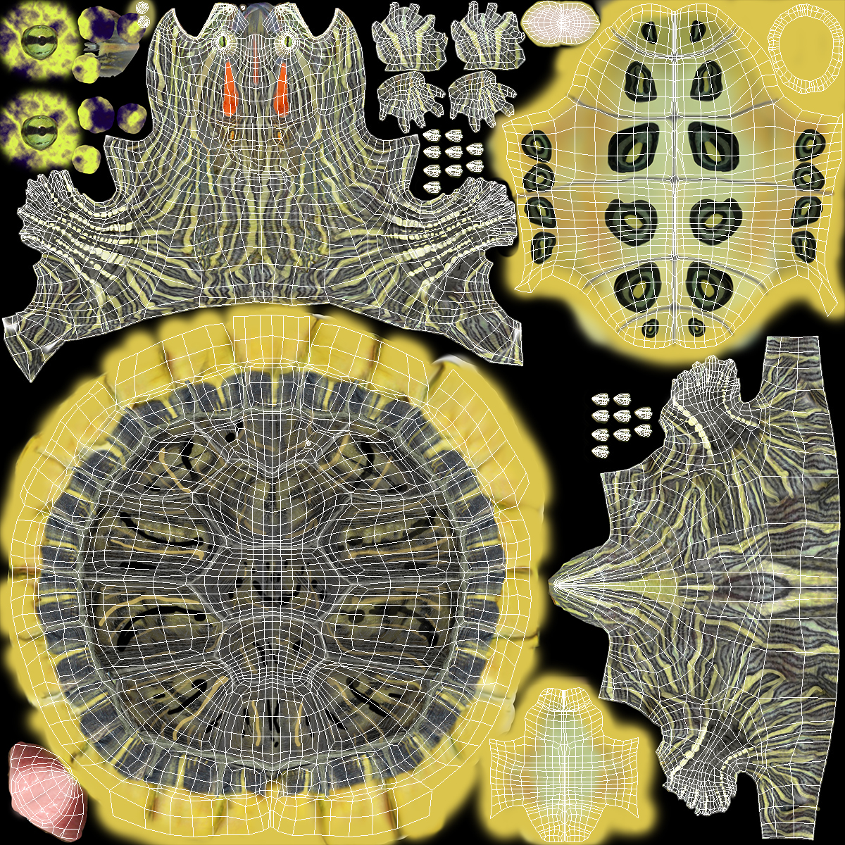 Red Eared Slider Rigged for Cinema 4D 3D