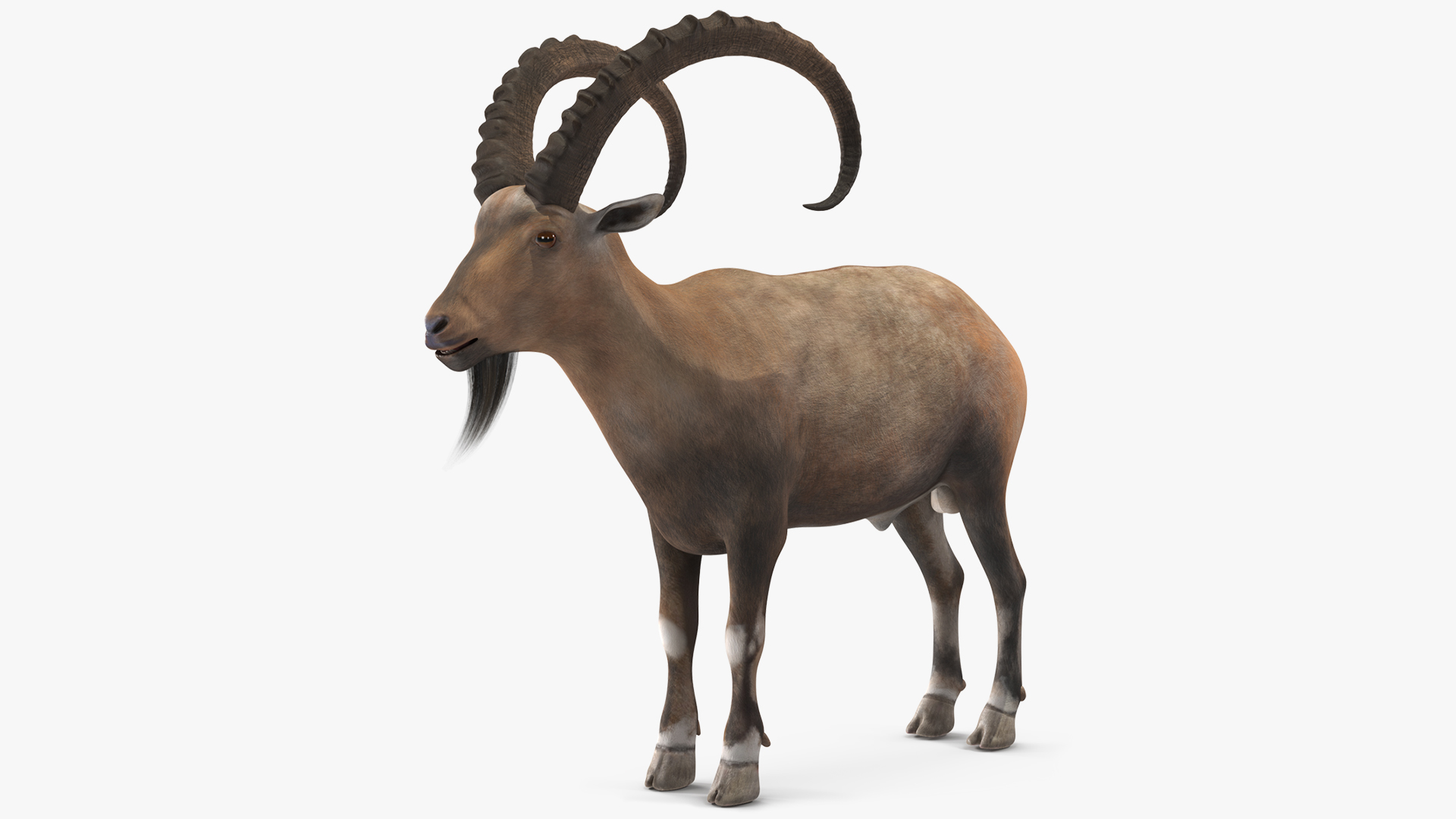 3D Alpine Ibex