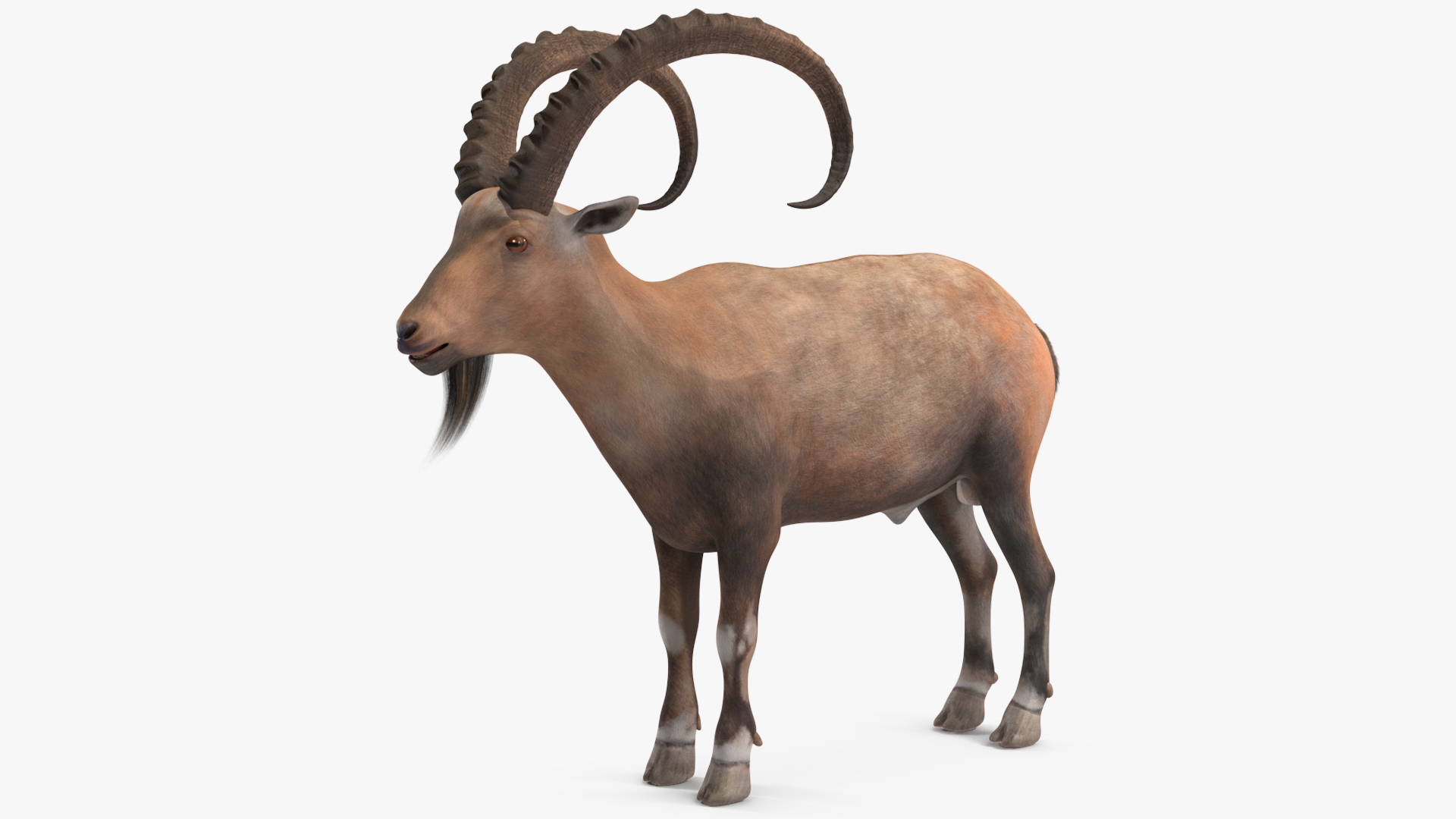 3D Alpine Ibex