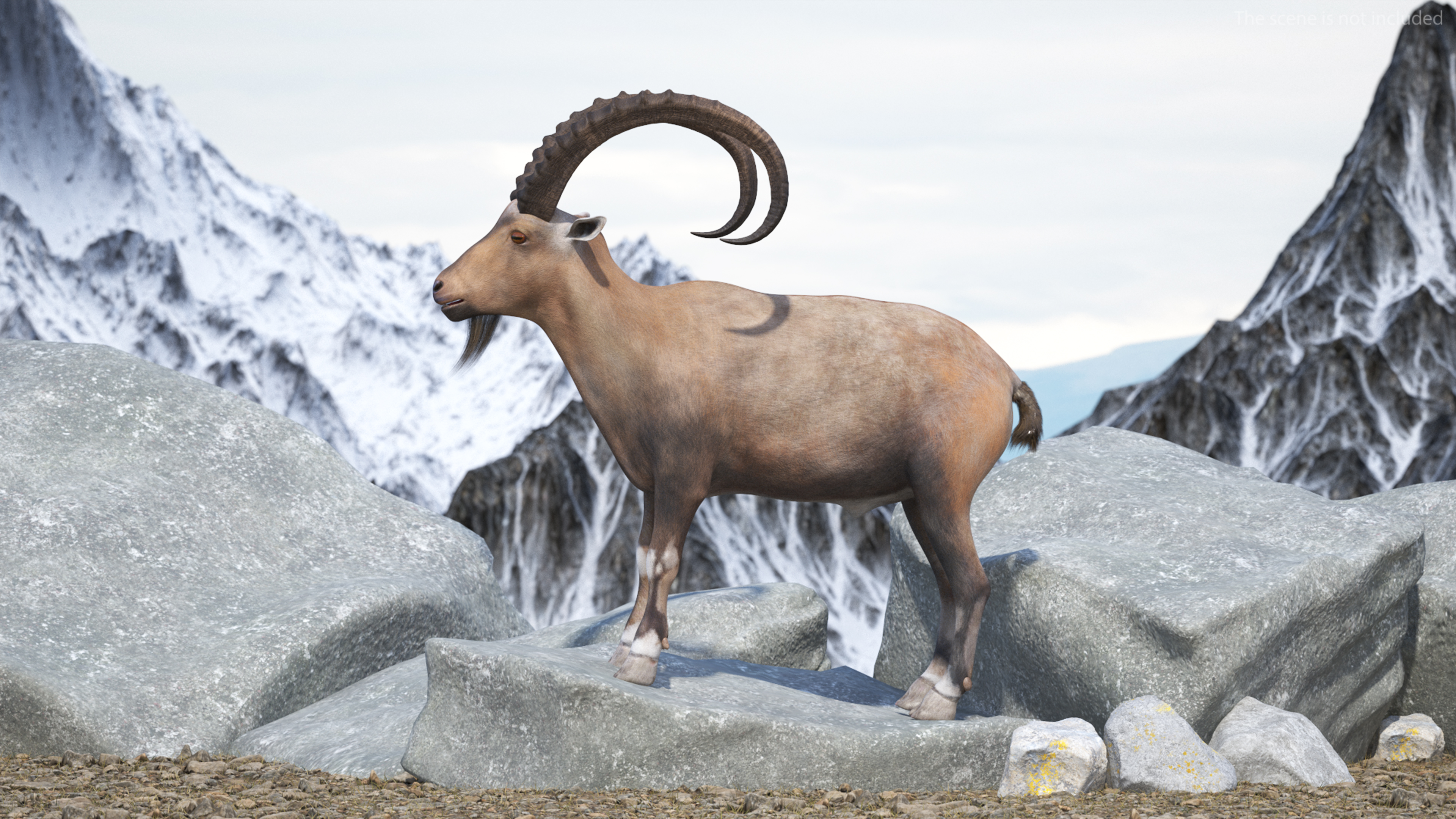 3D Alpine Ibex