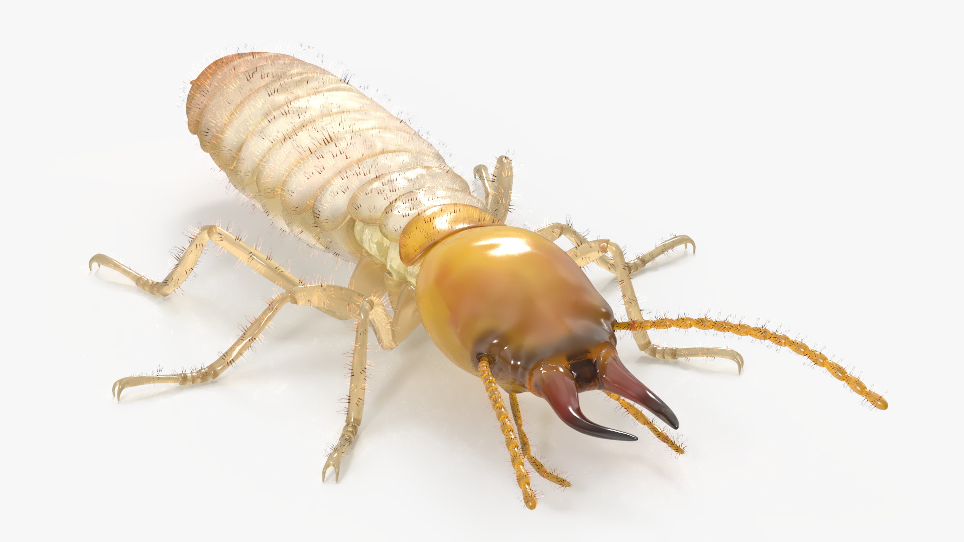 Termite 3D model