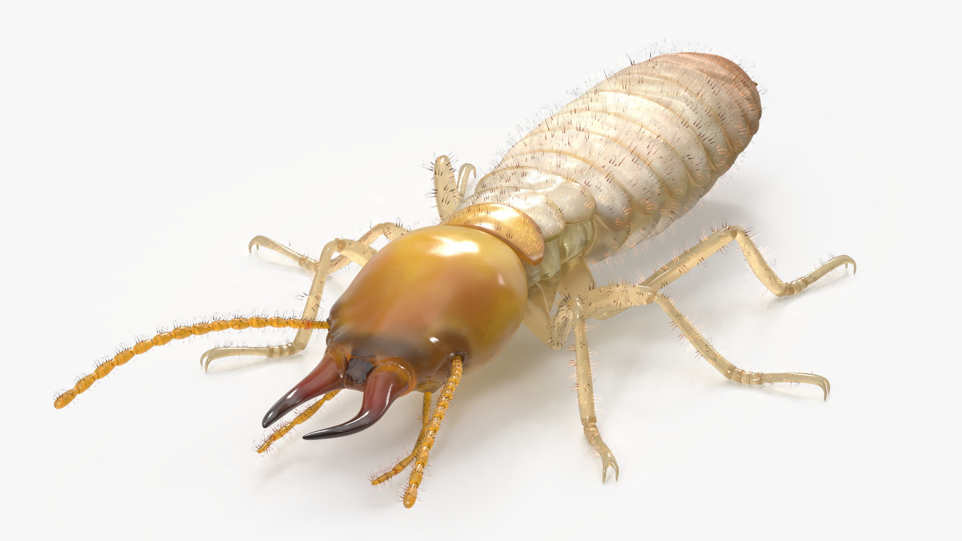 Termite 3D model