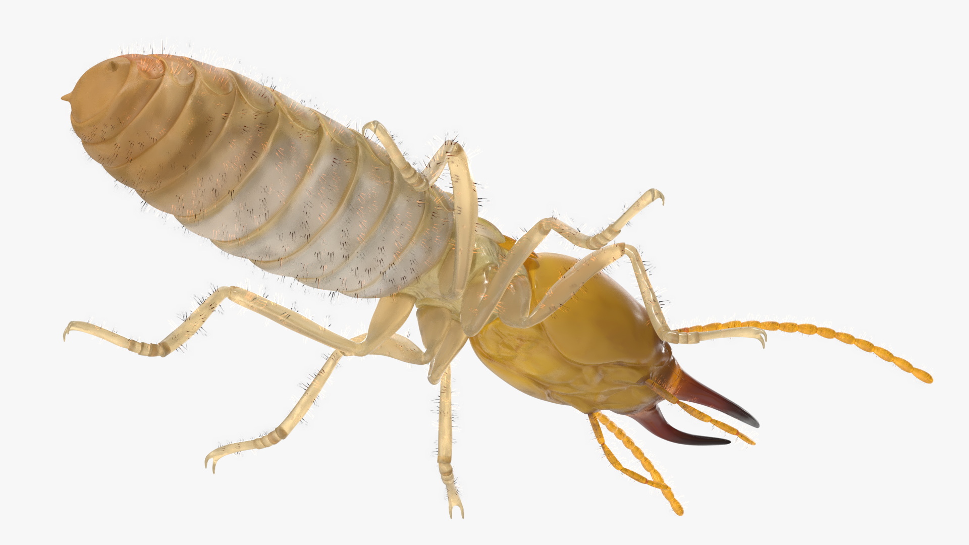 Termite 3D model