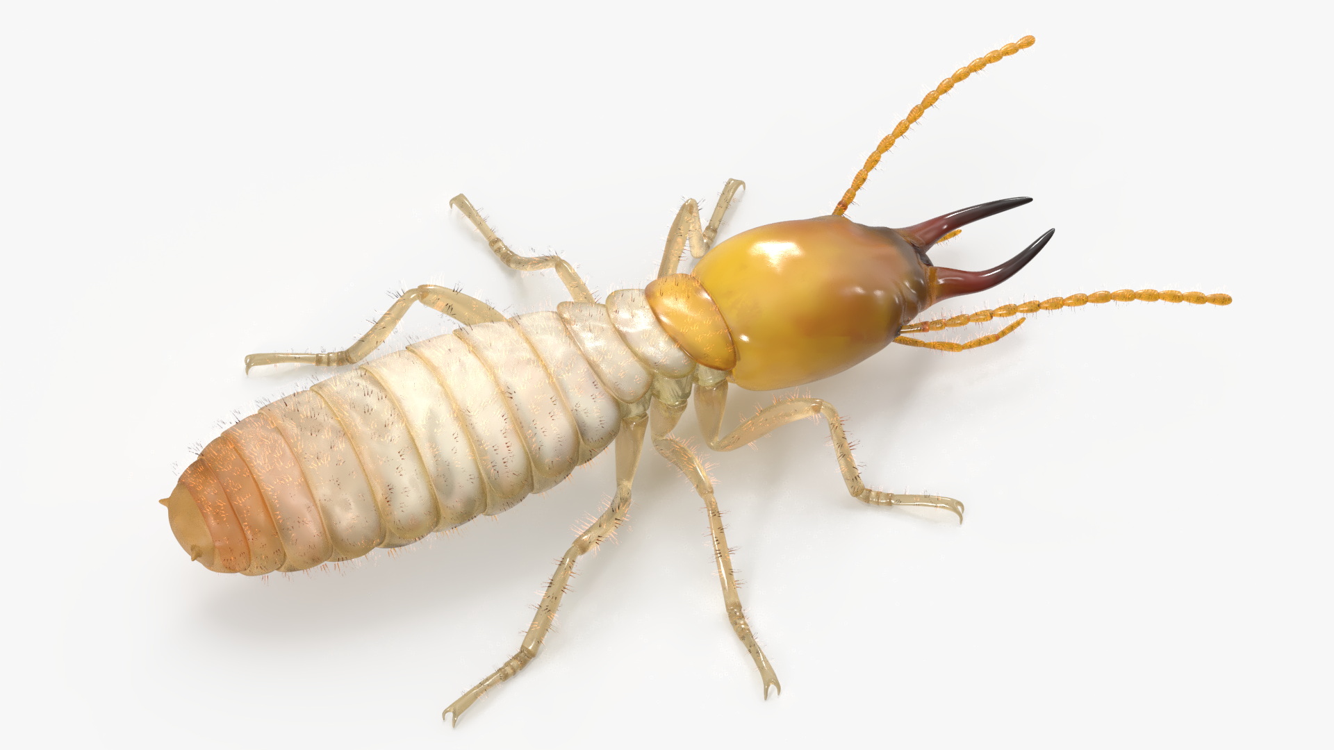 Termite 3D model