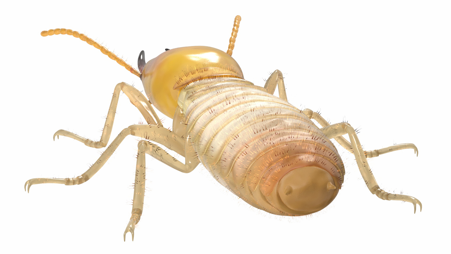 Termite 3D model