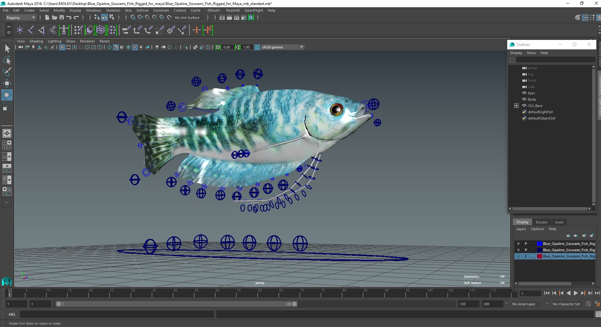 3D Blue Opaline Gourami Fish Rigged for Maya