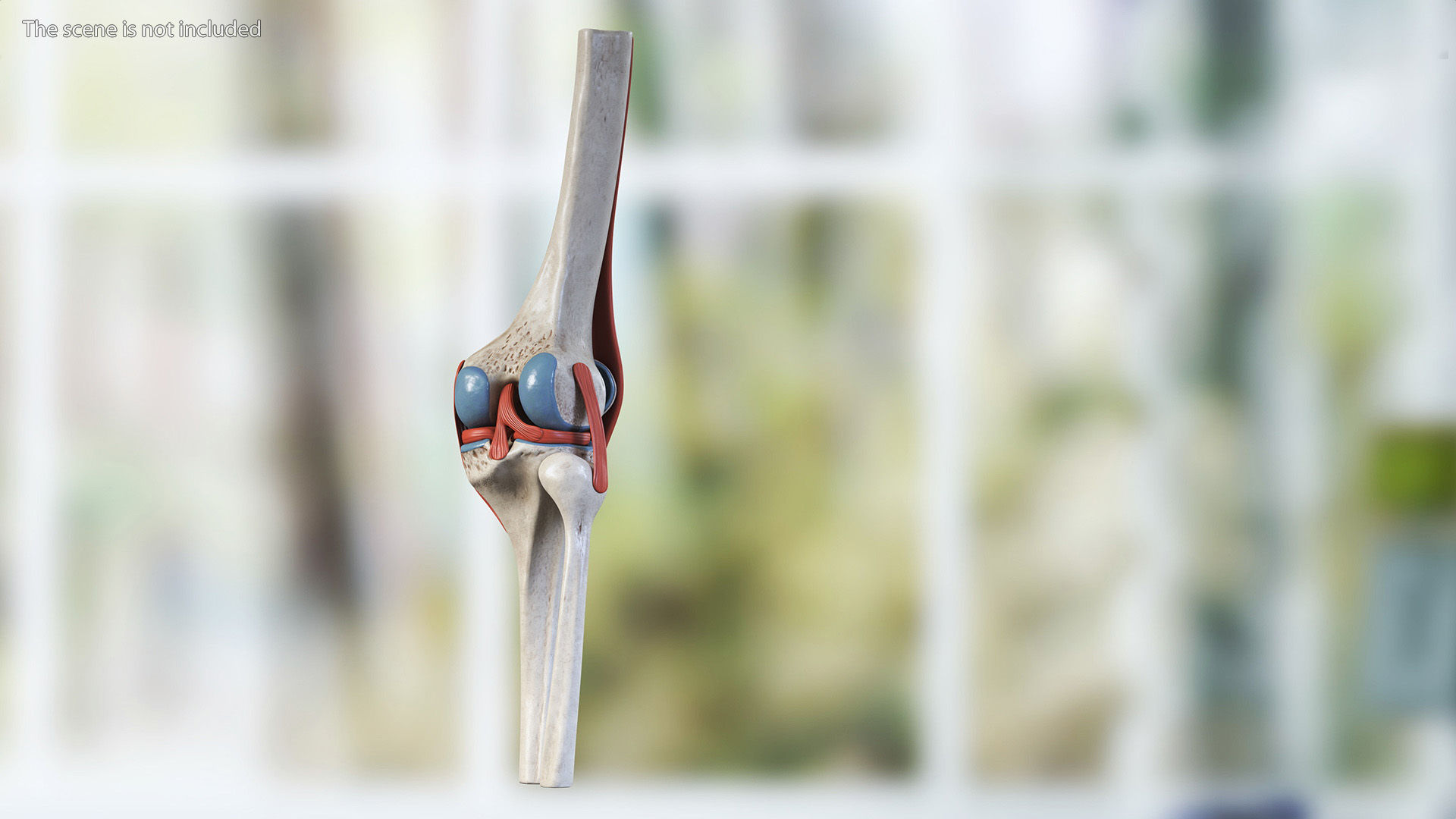 3D Knee Joint Model Rigged model