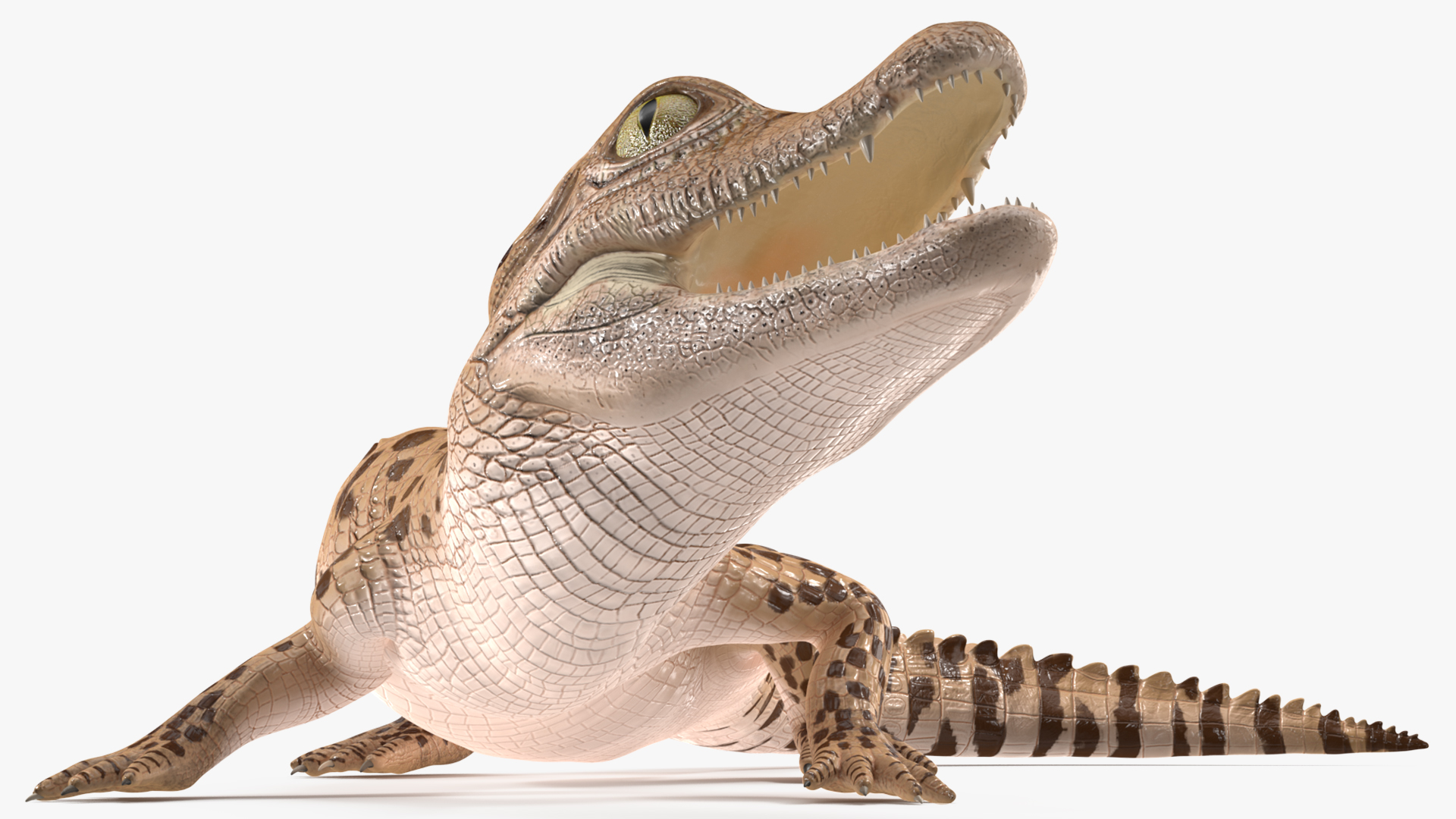 3D Baby Crocodile Light Color Pose