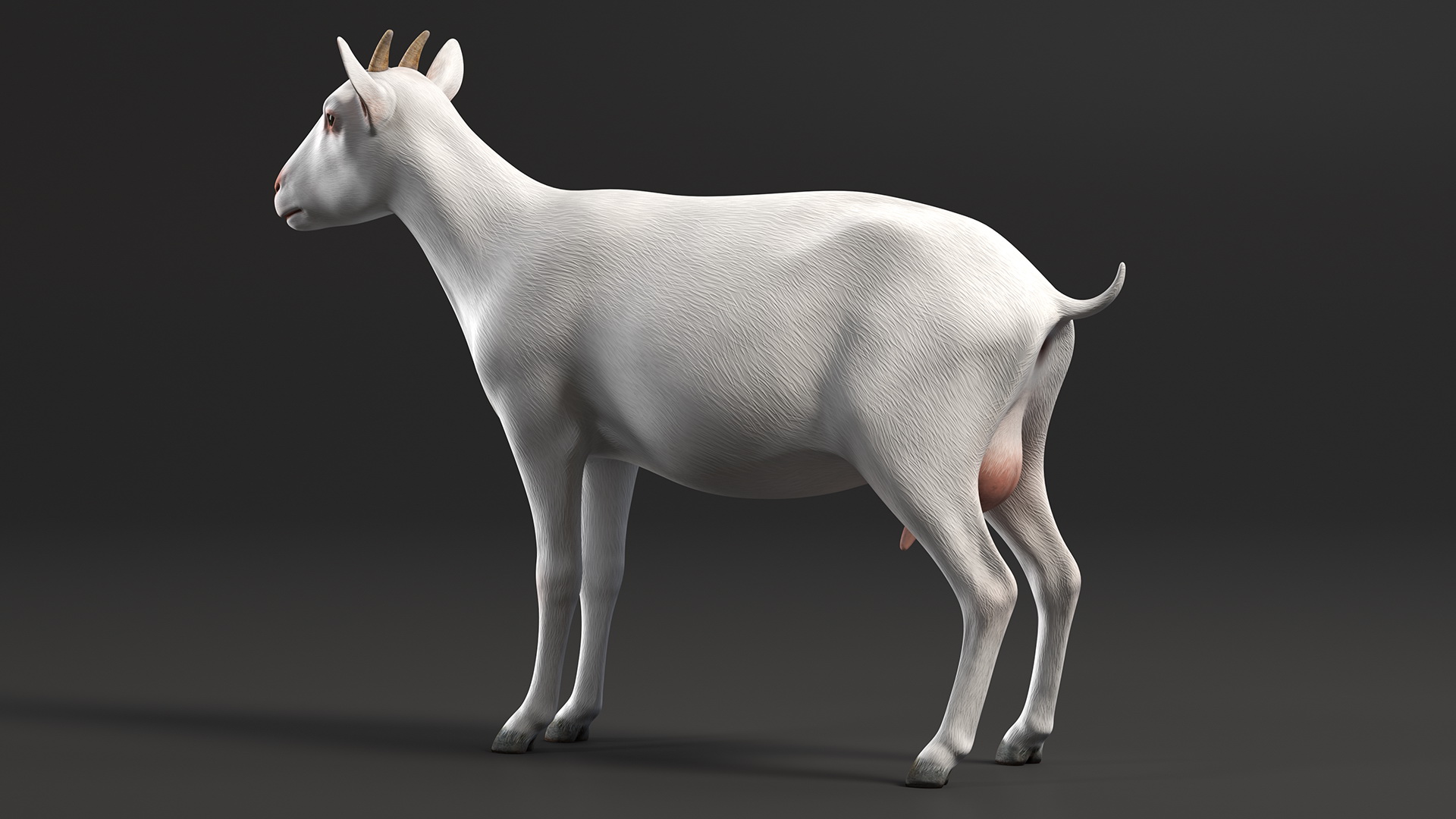 3D Goat Saanen Breed Rigged for Modo model