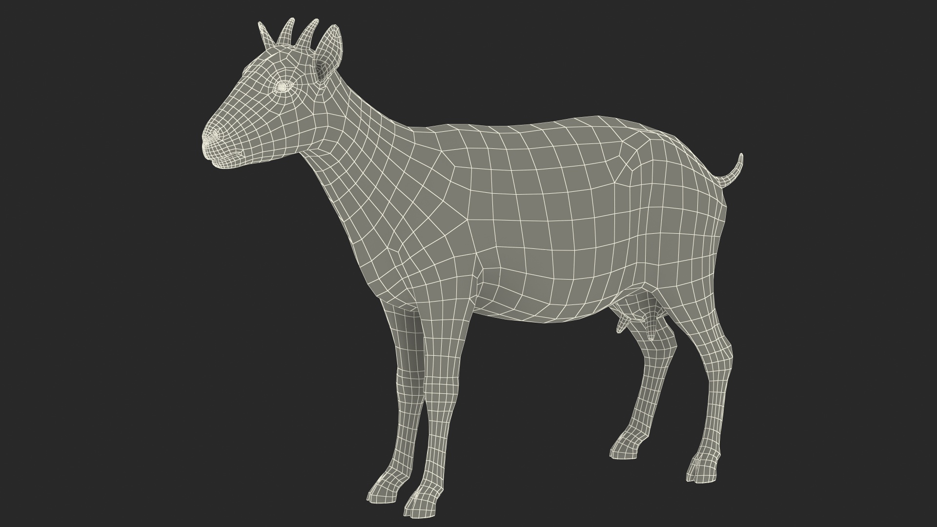 3D Goat Saanen Breed Rigged for Modo model