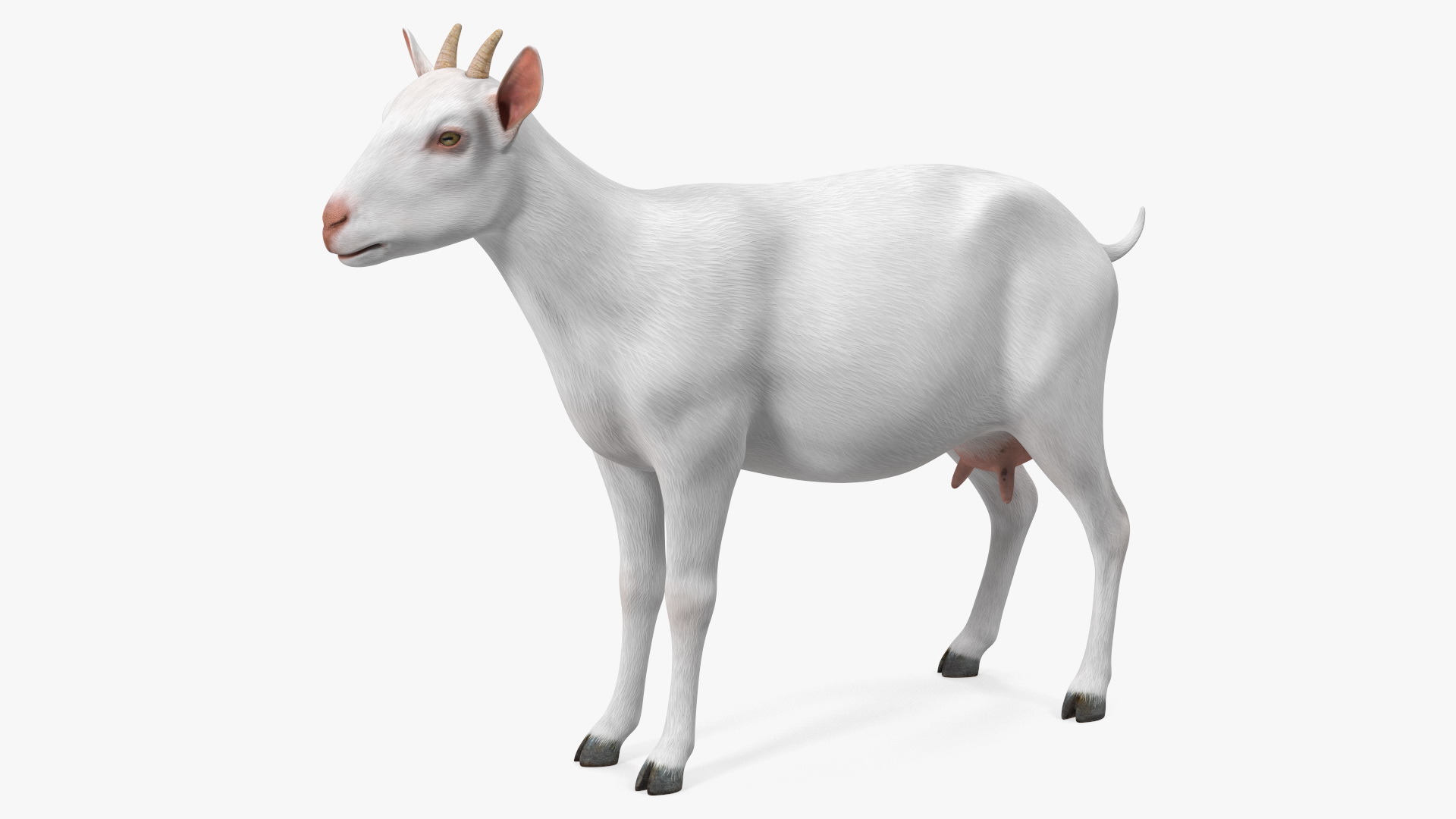 3D Goat Saanen Breed Rigged for Modo model