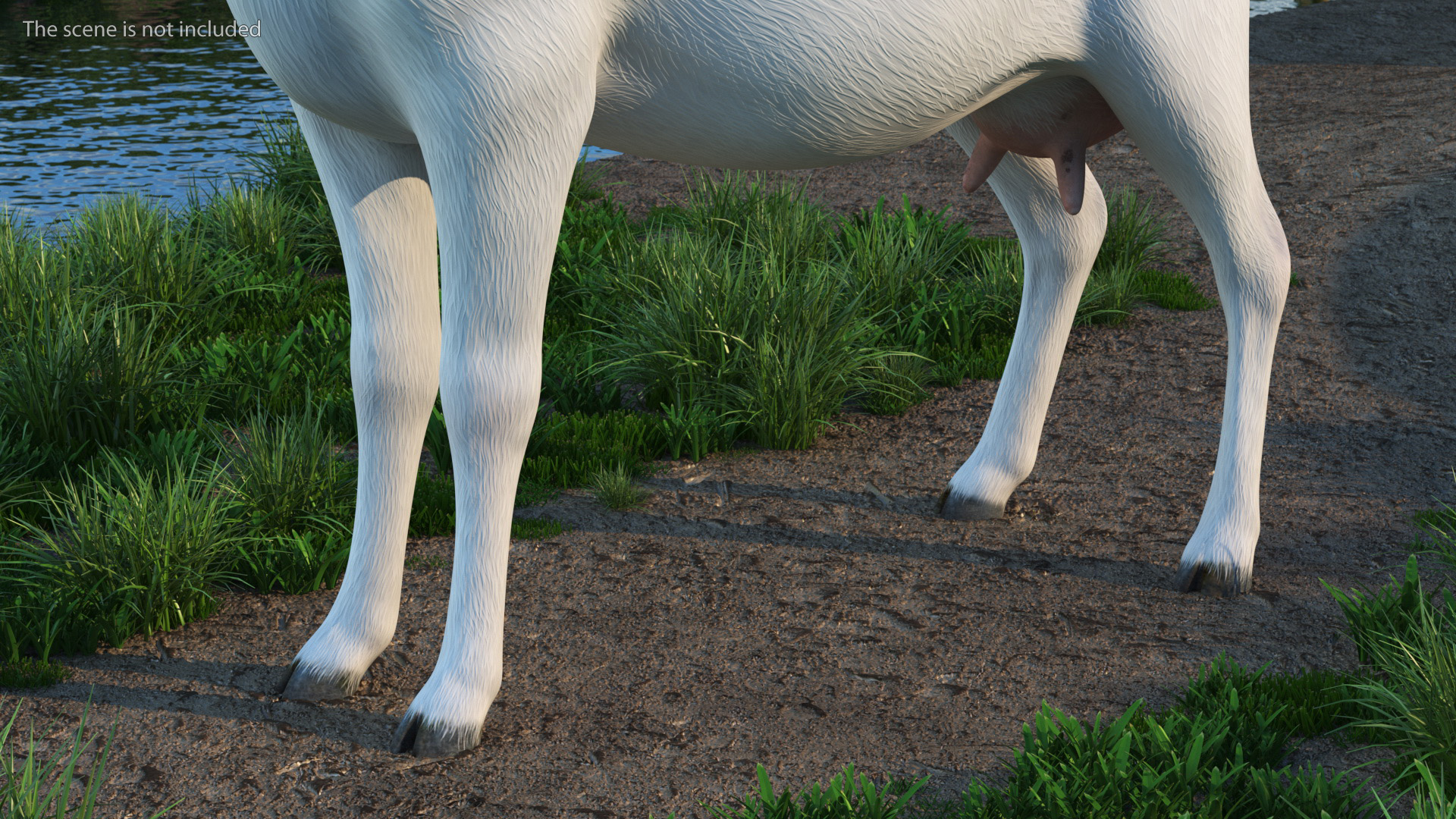 3D Goat Saanen Breed Rigged for Modo model