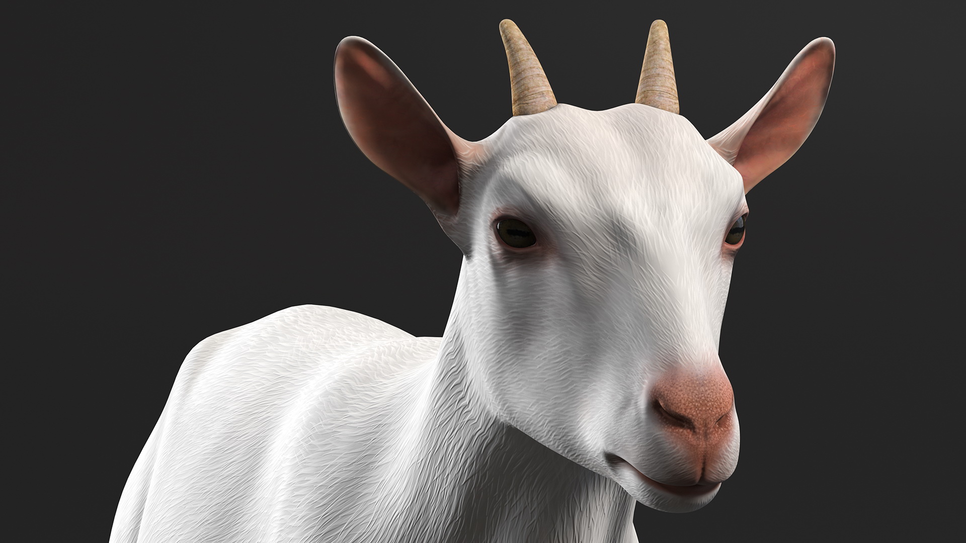 3D Goat Saanen Breed Rigged for Modo model