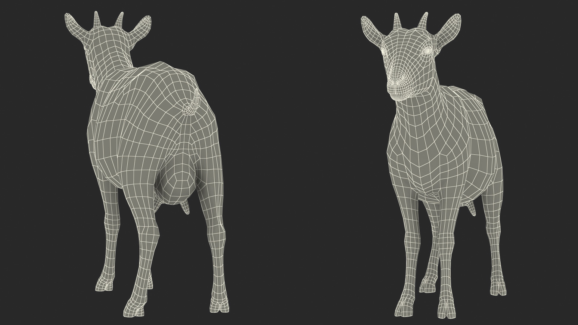 3D Goat Saanen Breed Rigged for Modo model