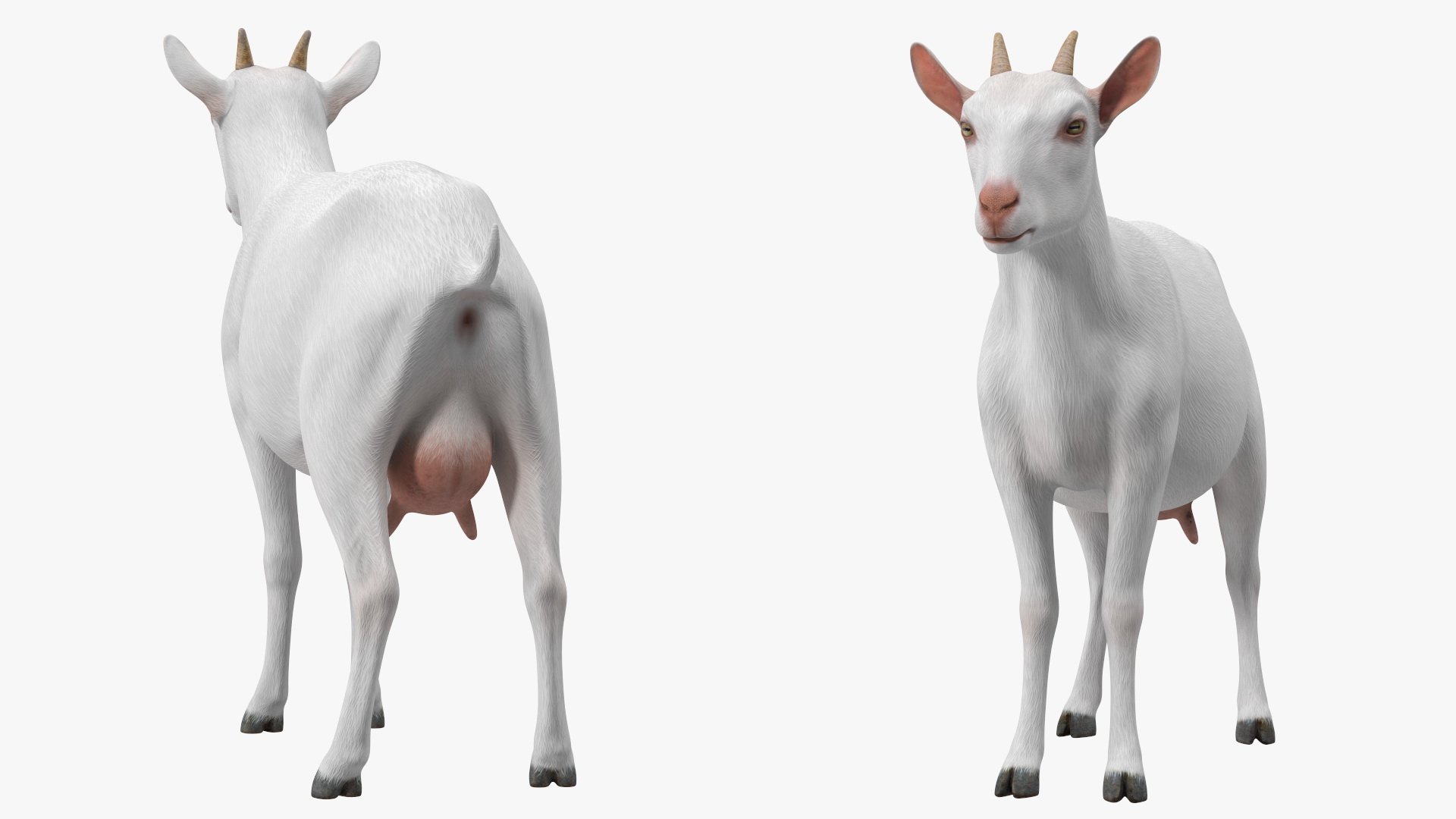 3D Goat Saanen Breed Rigged for Modo model