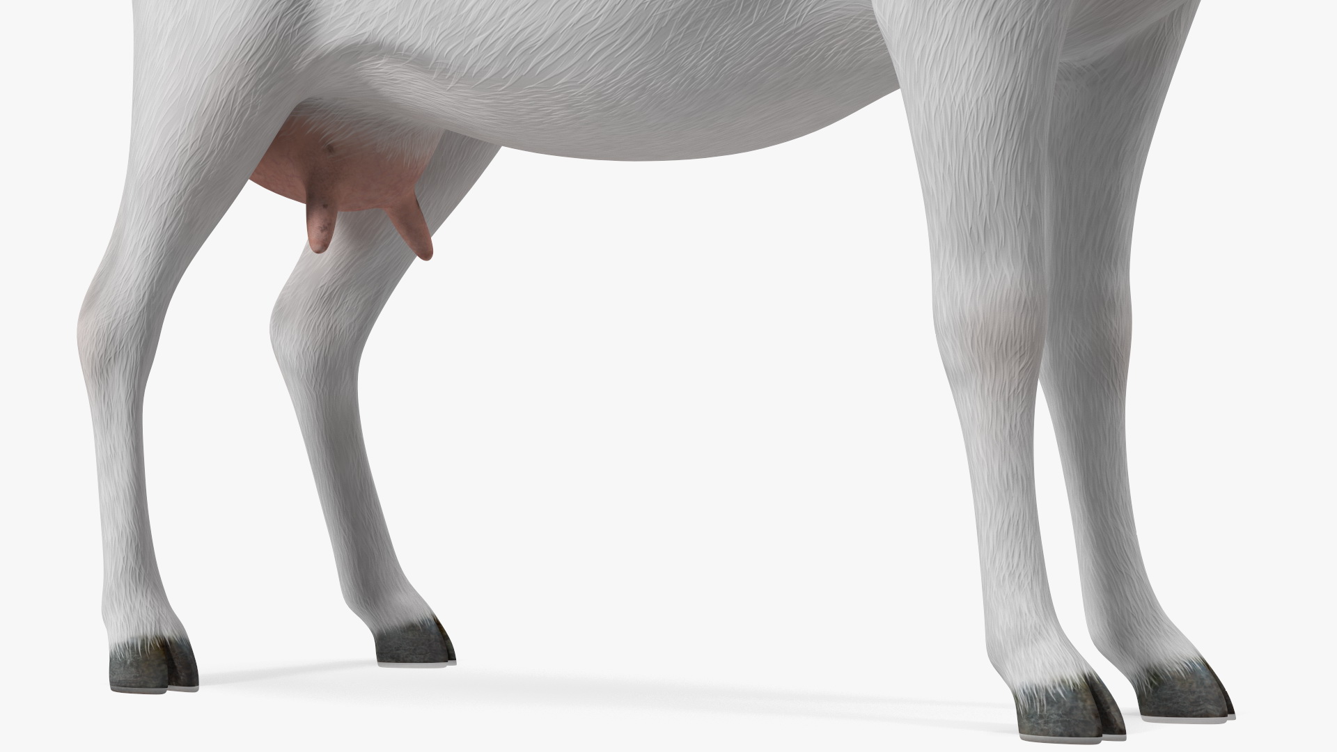 3D Goat Saanen Breed Rigged for Modo model