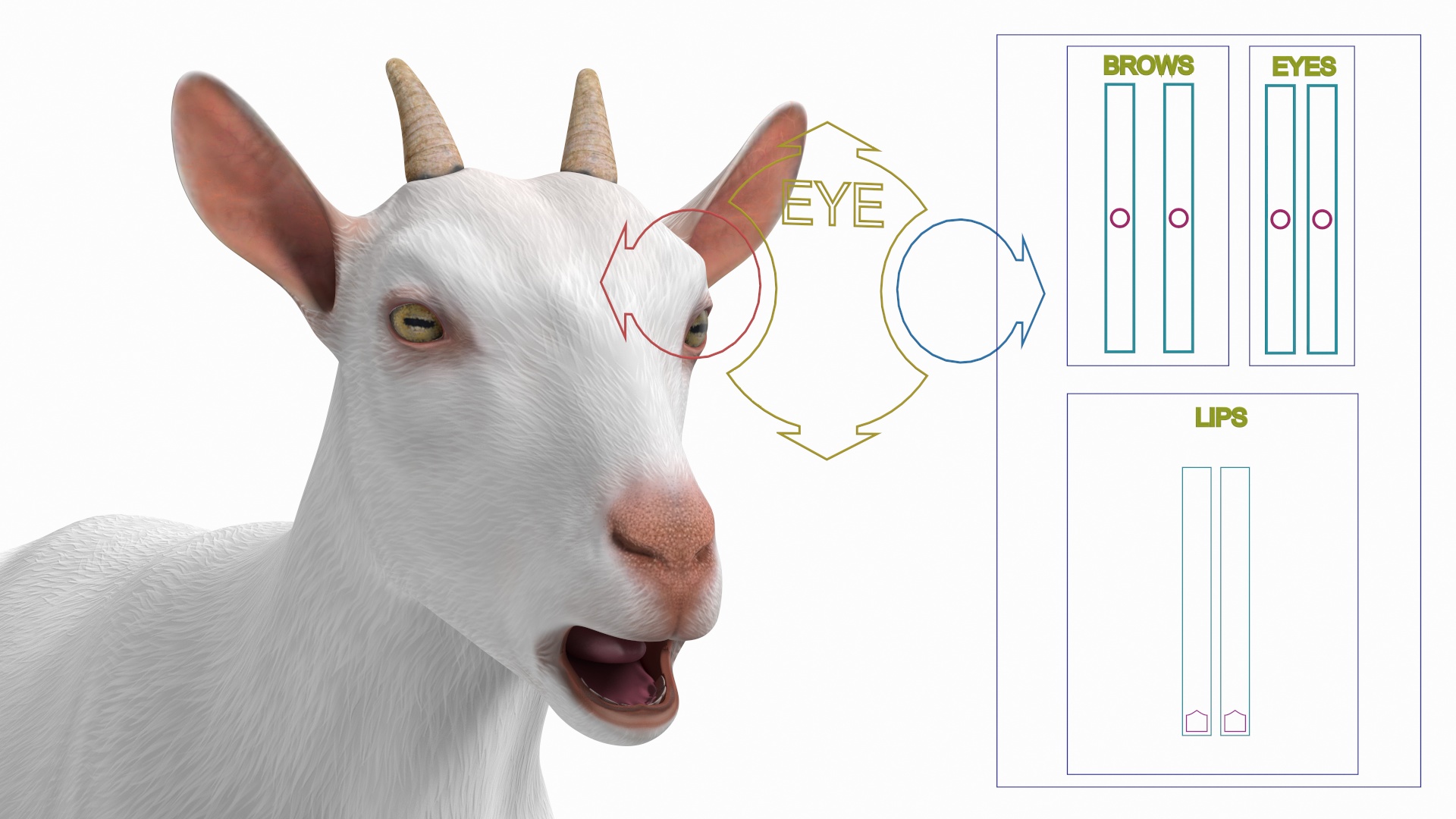 3D Goat Saanen Breed Rigged for Modo model