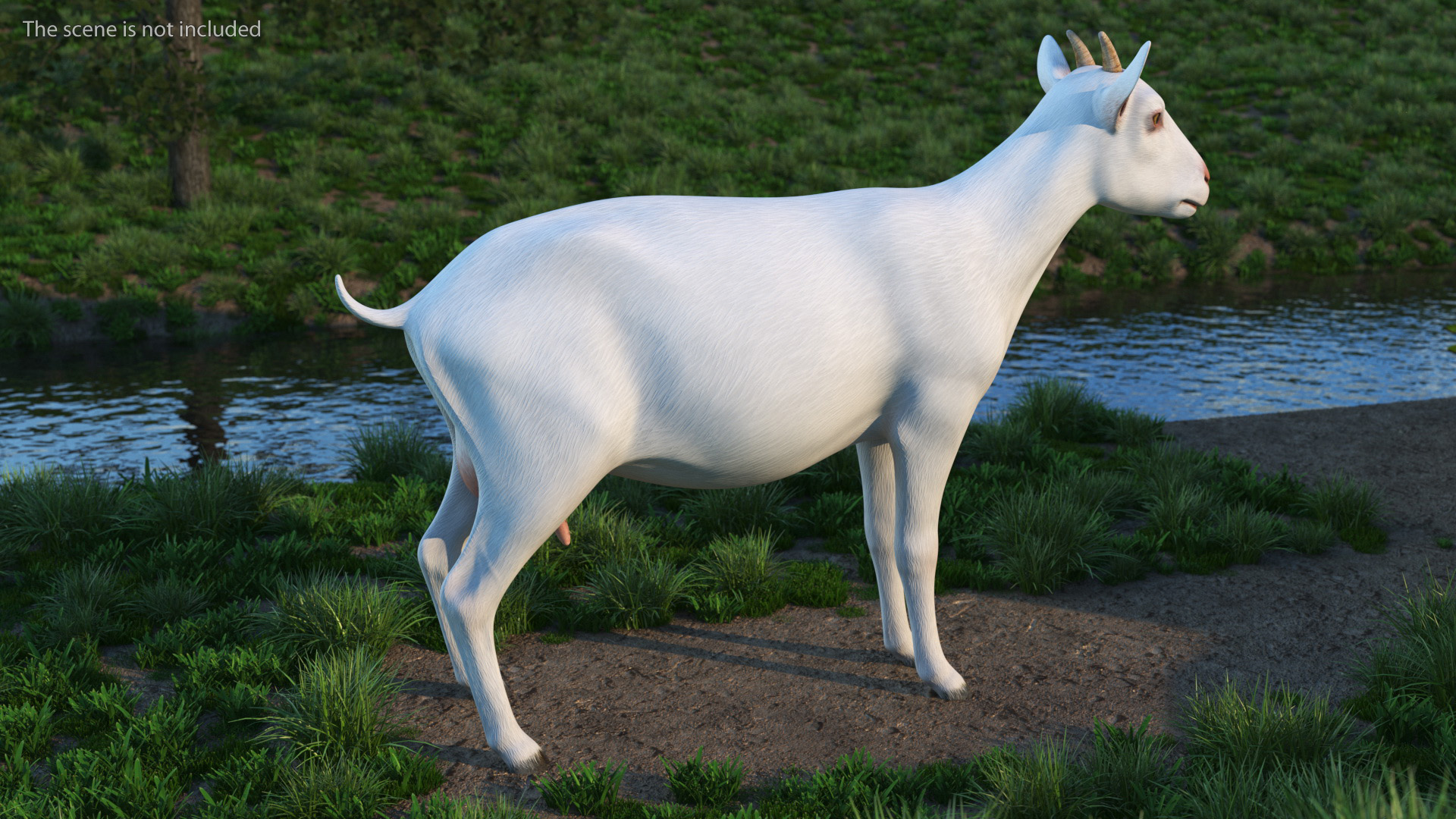 3D Goat Saanen Breed Rigged for Modo model