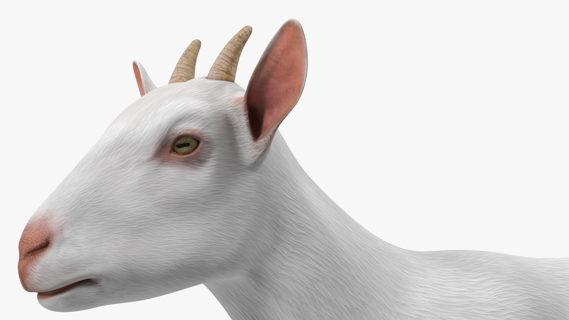 3D Goat Saanen Breed Rigged for Modo model