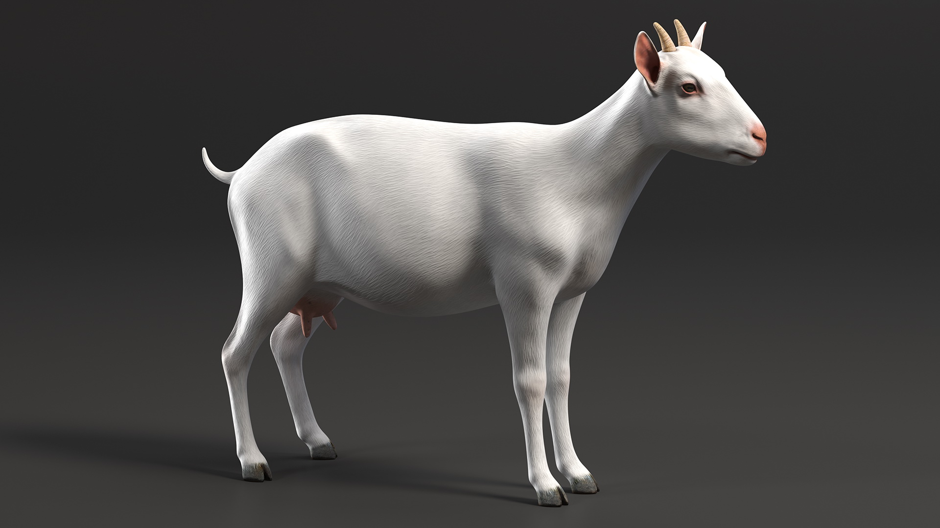 3D Goat Saanen Breed Rigged for Modo model