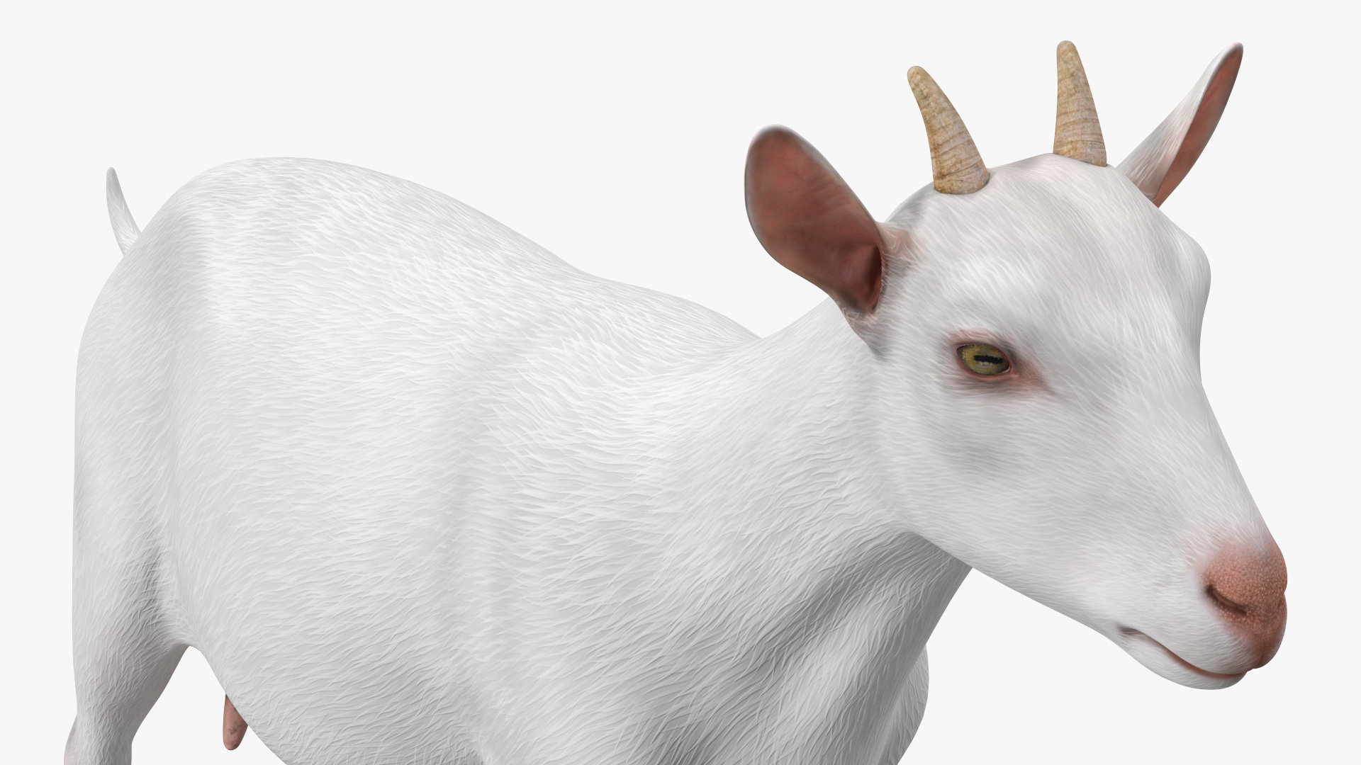 3D Goat Saanen Breed Rigged for Modo model