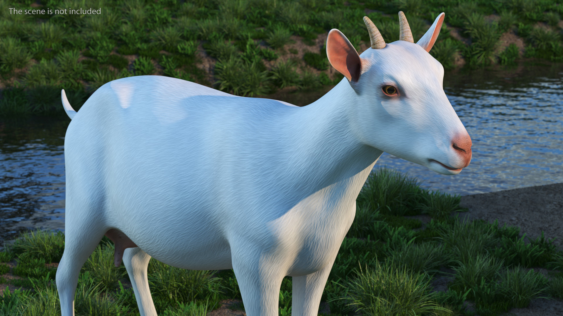 3D Goat Saanen Breed Rigged for Modo model