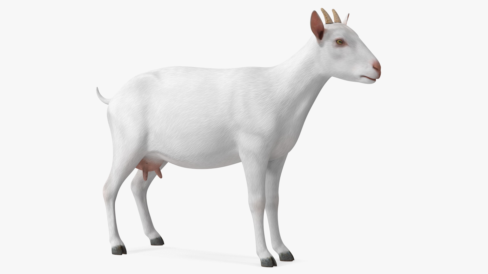 3D Goat Saanen Breed Rigged for Modo model