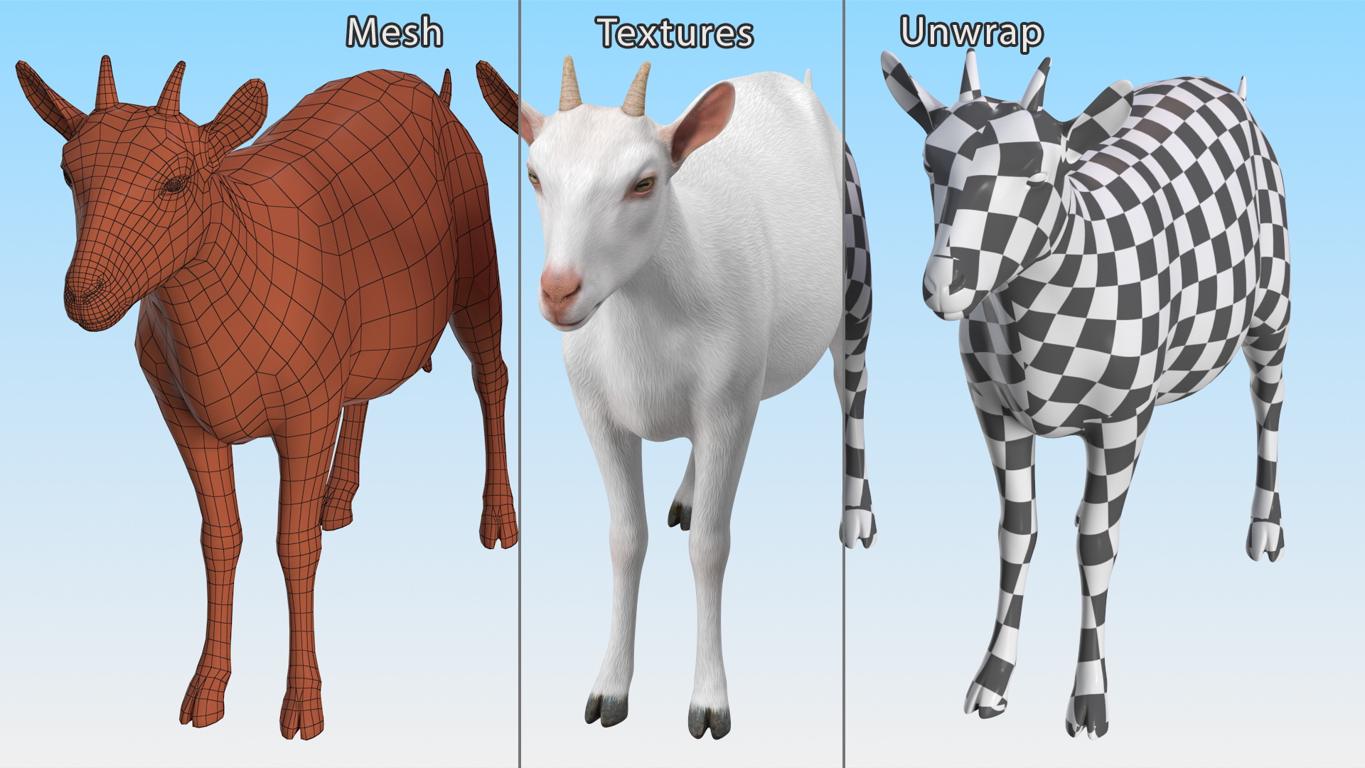 3D Goat Saanen Breed Rigged for Modo model