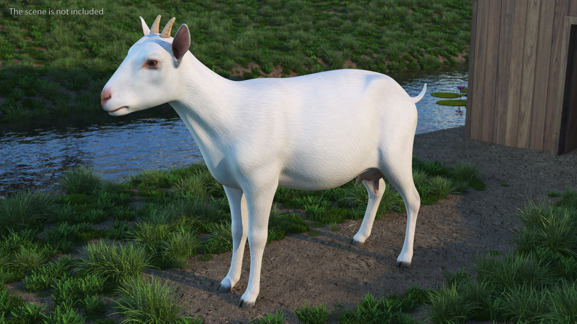 3D Goat Saanen Breed Rigged for Modo model