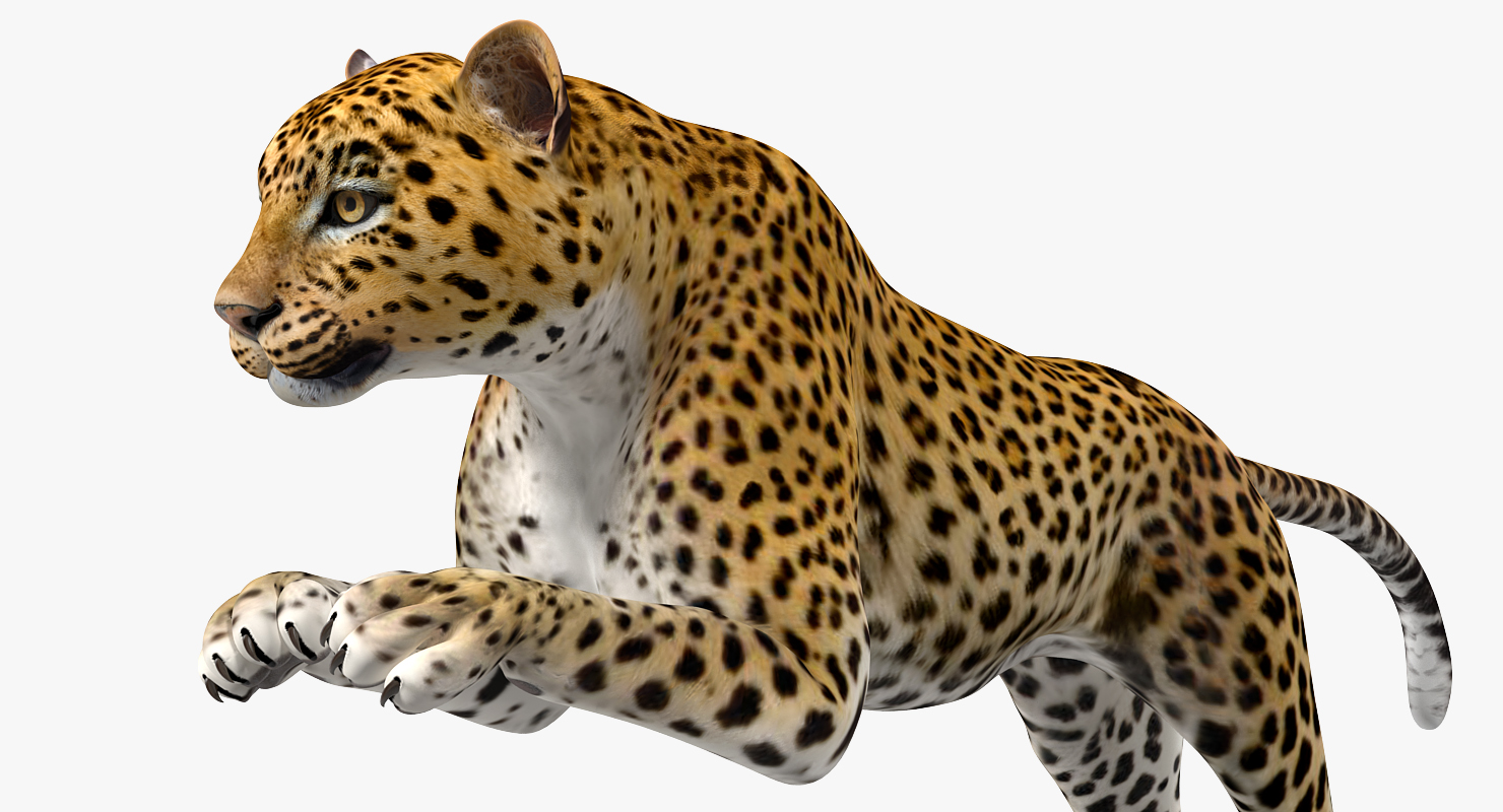 3D Panthera Pardus Jumping Pose model