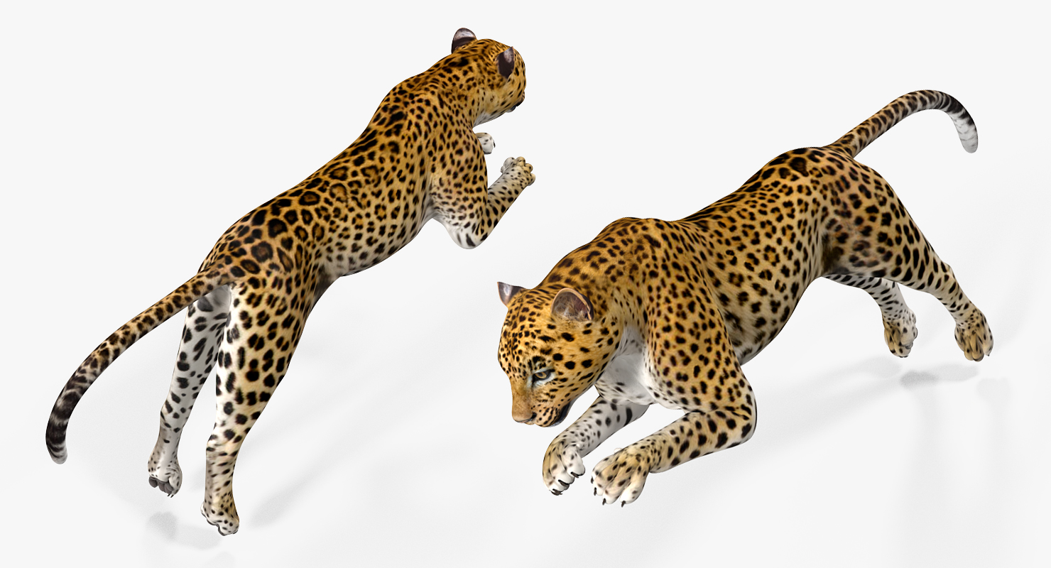 3D Panthera Pardus Jumping Pose model