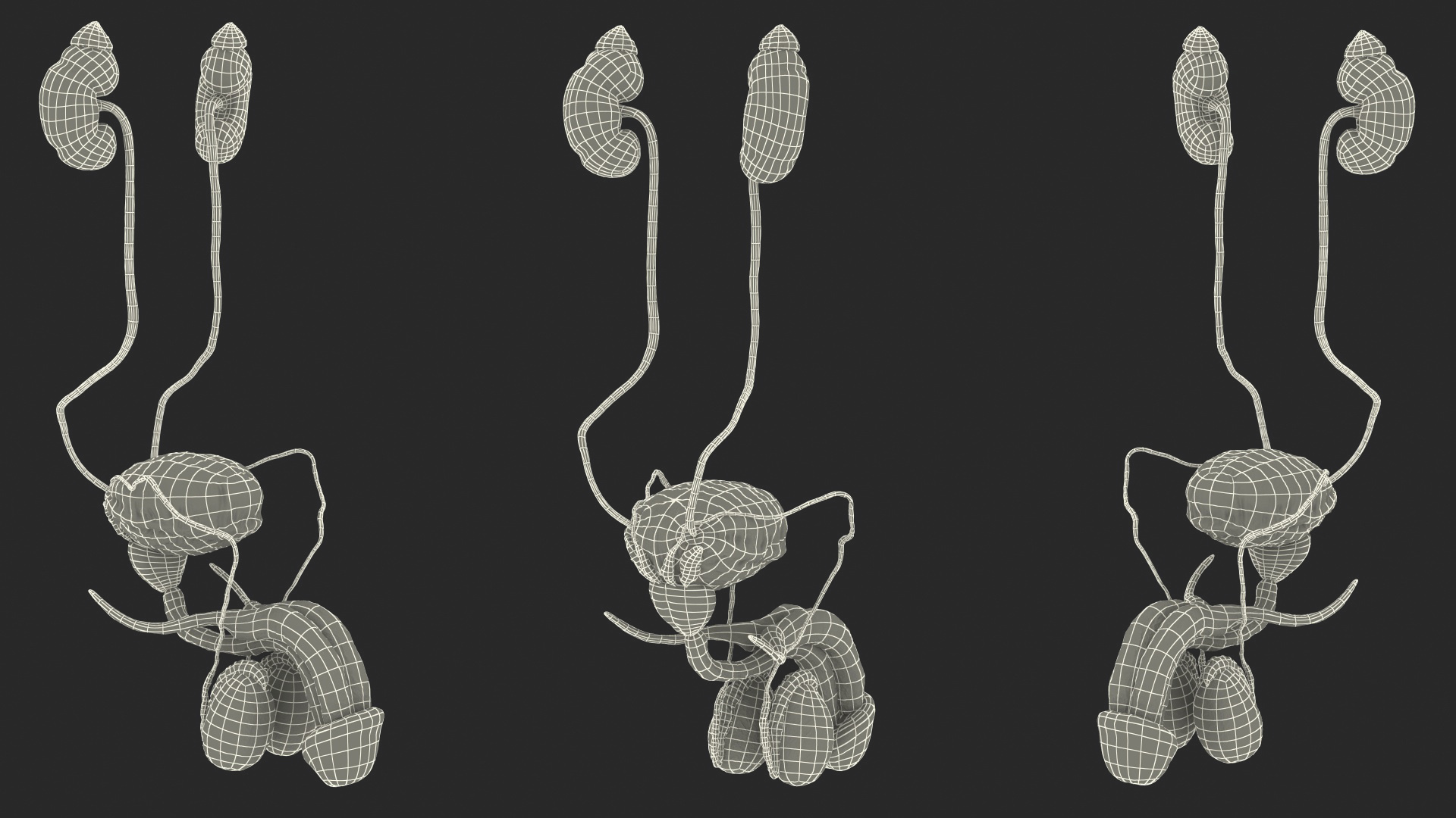 3D model Human Kidney and Adrenal Gland