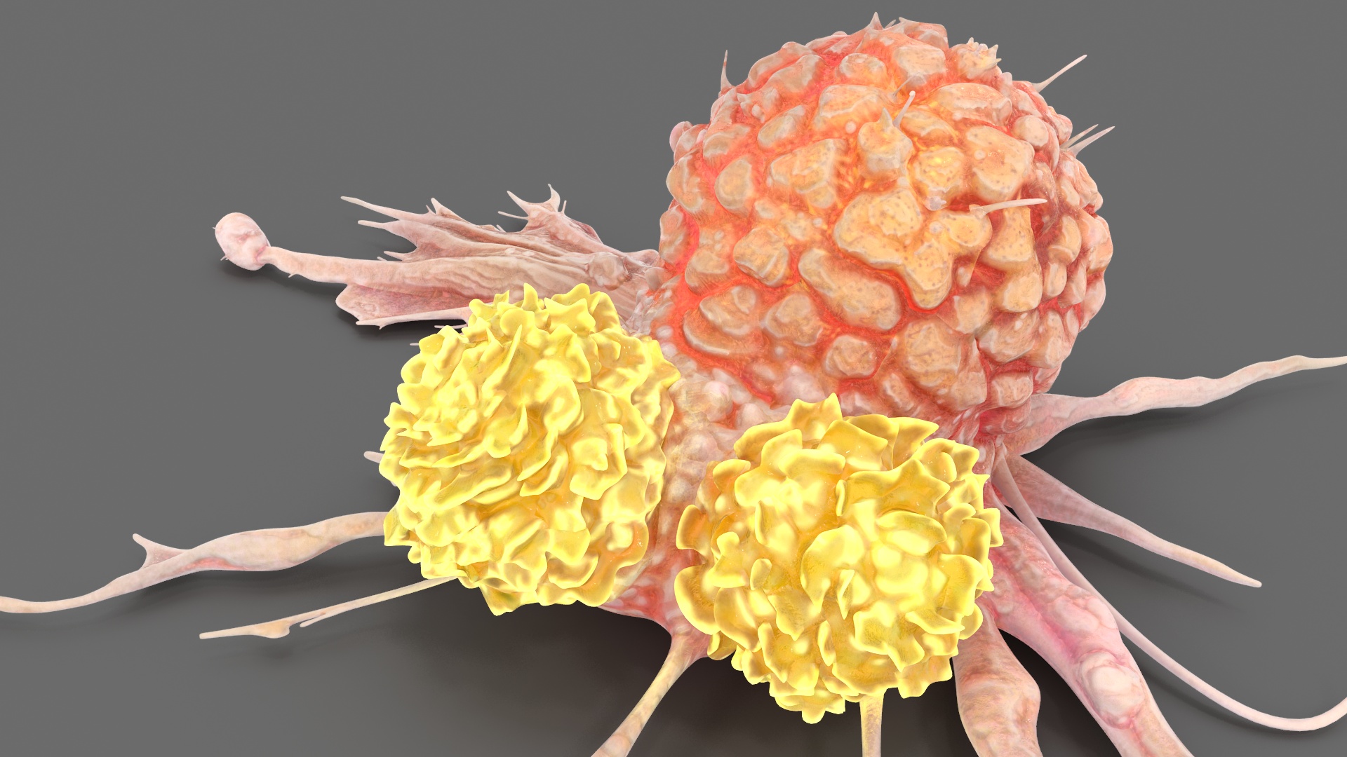 3D model Human Cancer Cell with 2 Lymphocyte