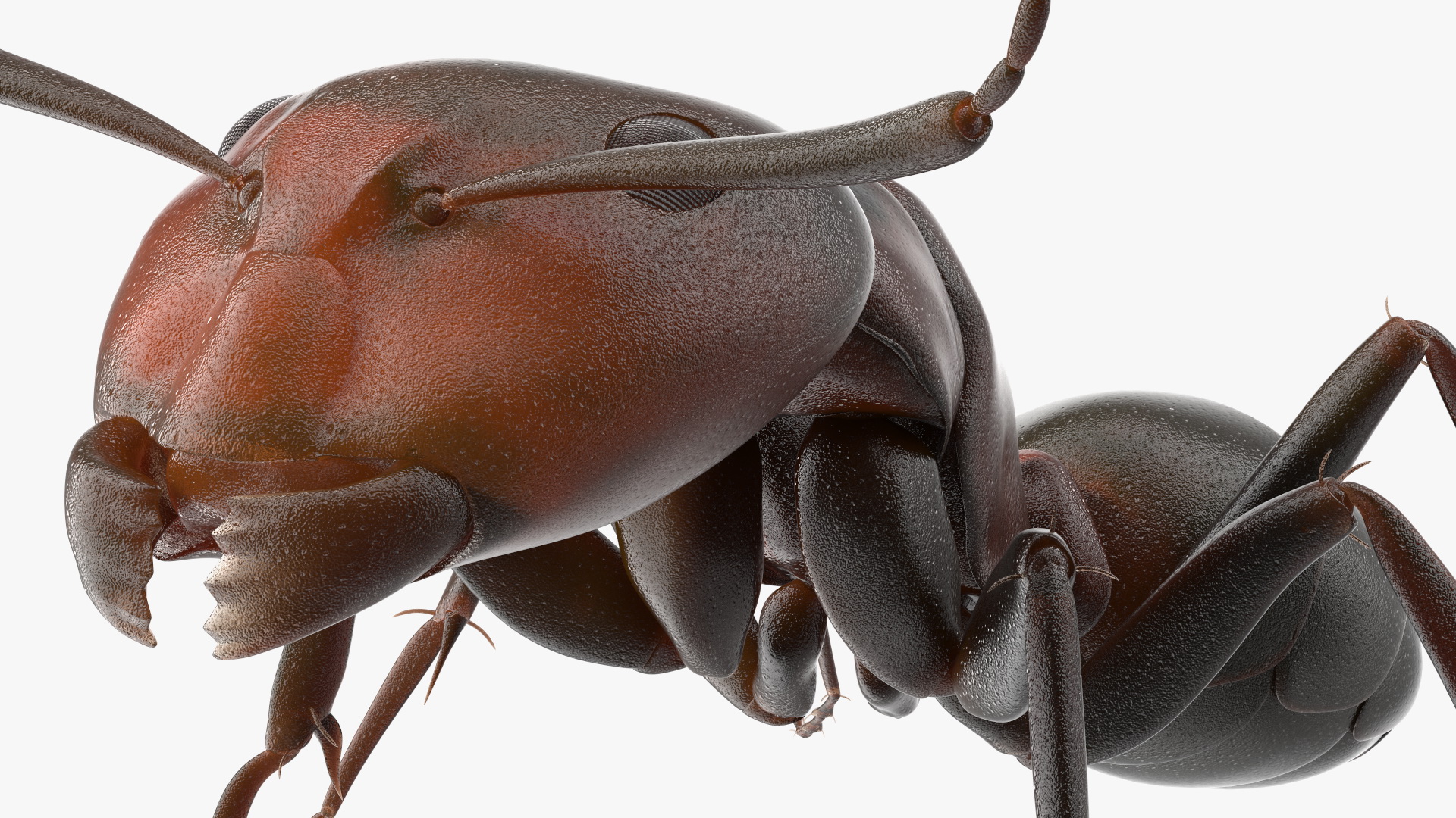 Realistic Red Ant Insect 3D model