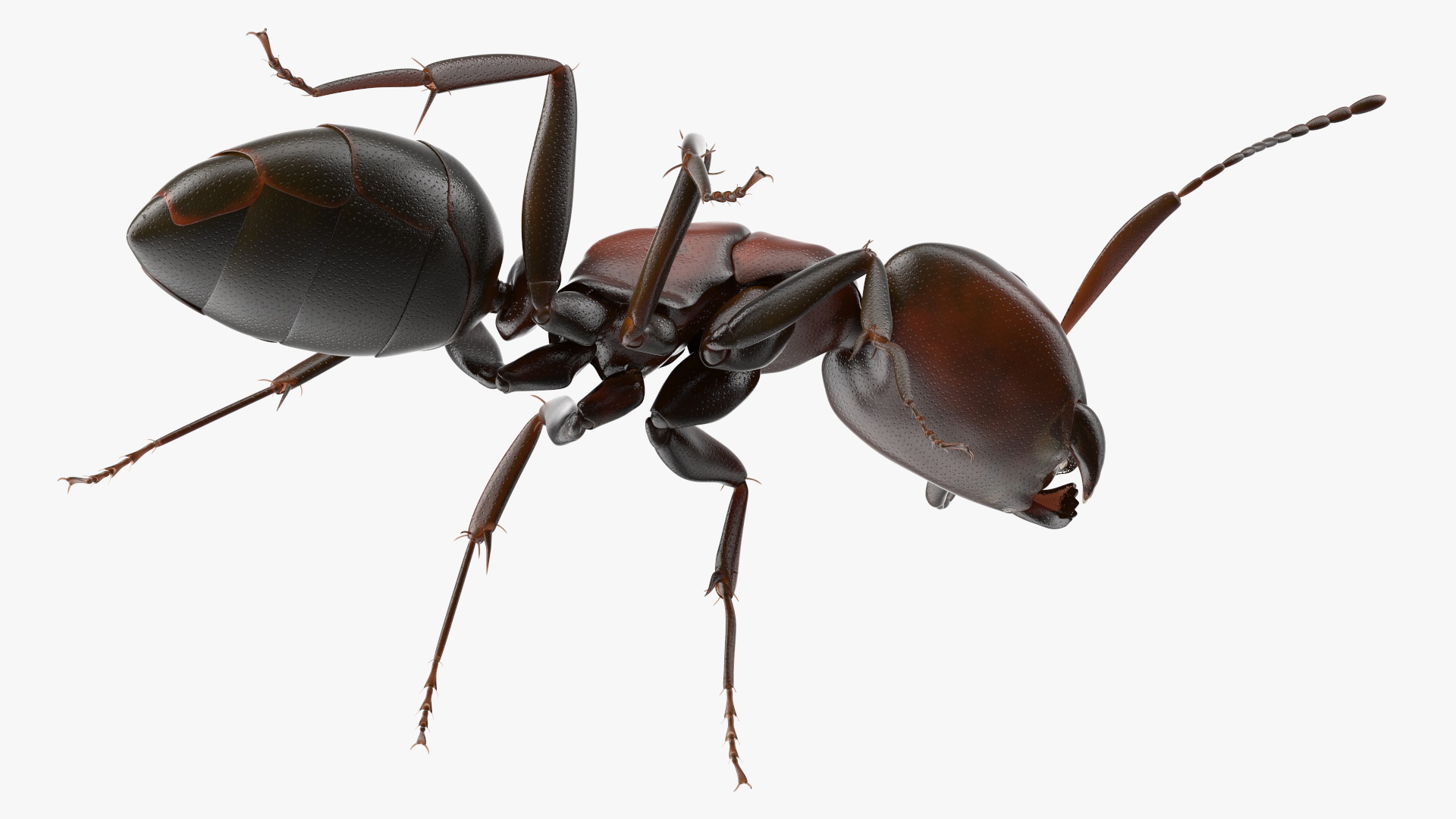 Realistic Red Ant Insect 3D model