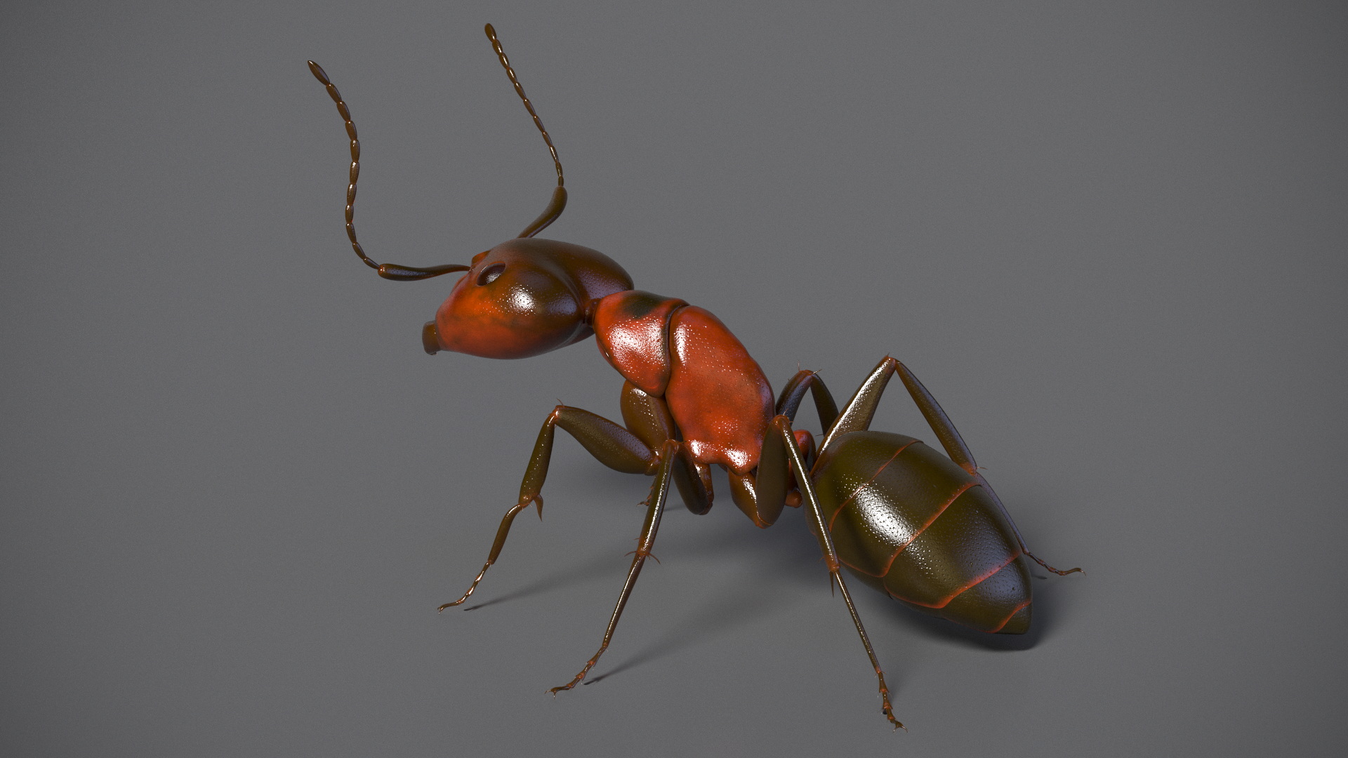 Realistic Red Ant Insect 3D model