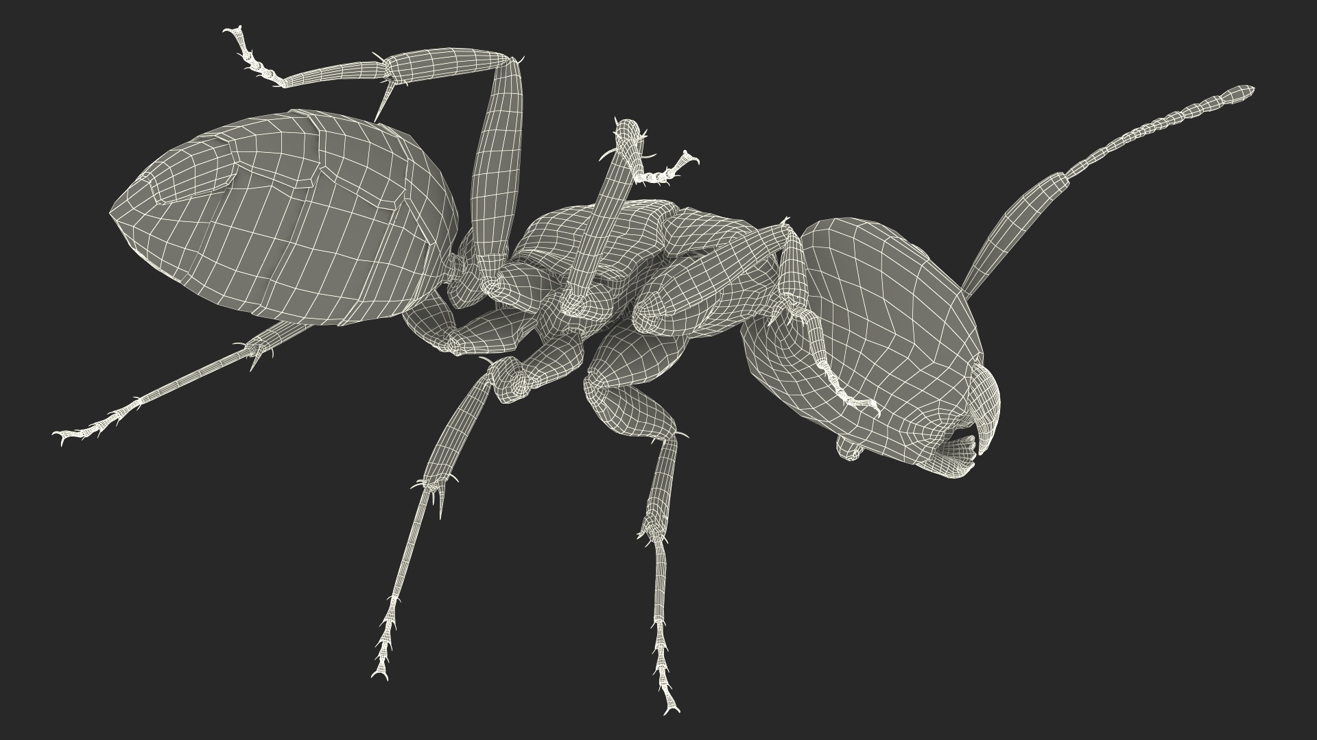 Realistic Red Ant Insect 3D model